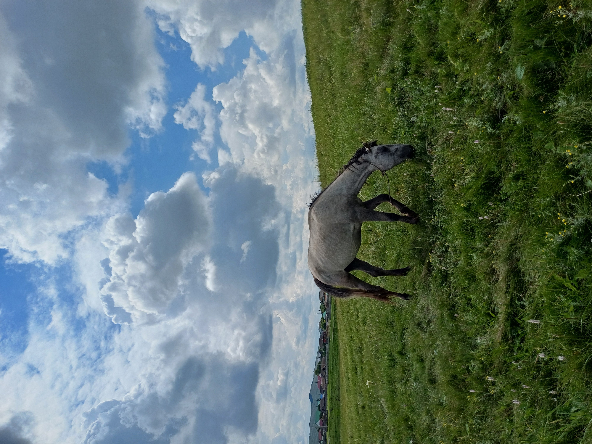 Gray horse grazing near a water tower in rural Нигаматово