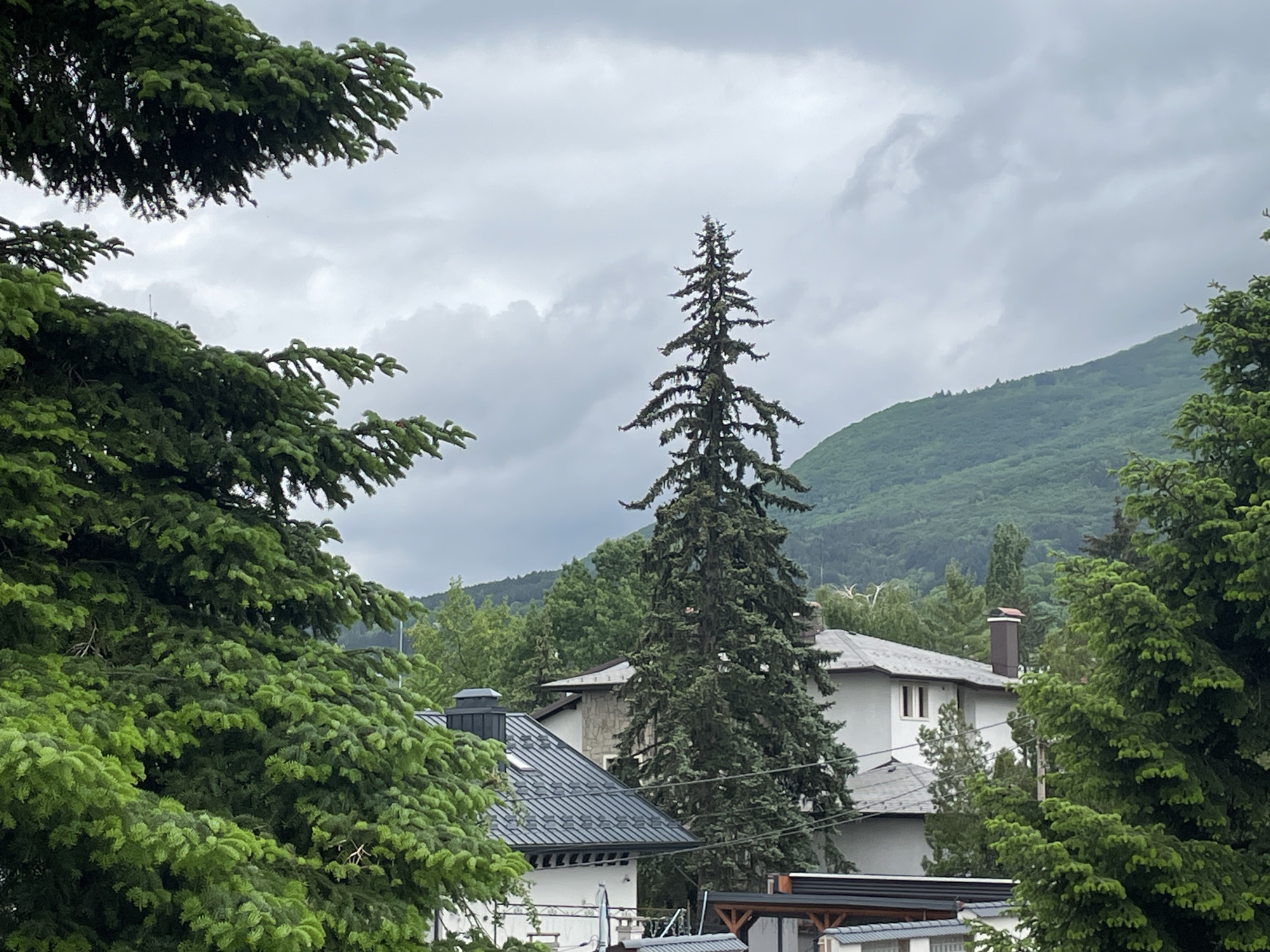 Overcast landscape with evergreen trees and buildings documented