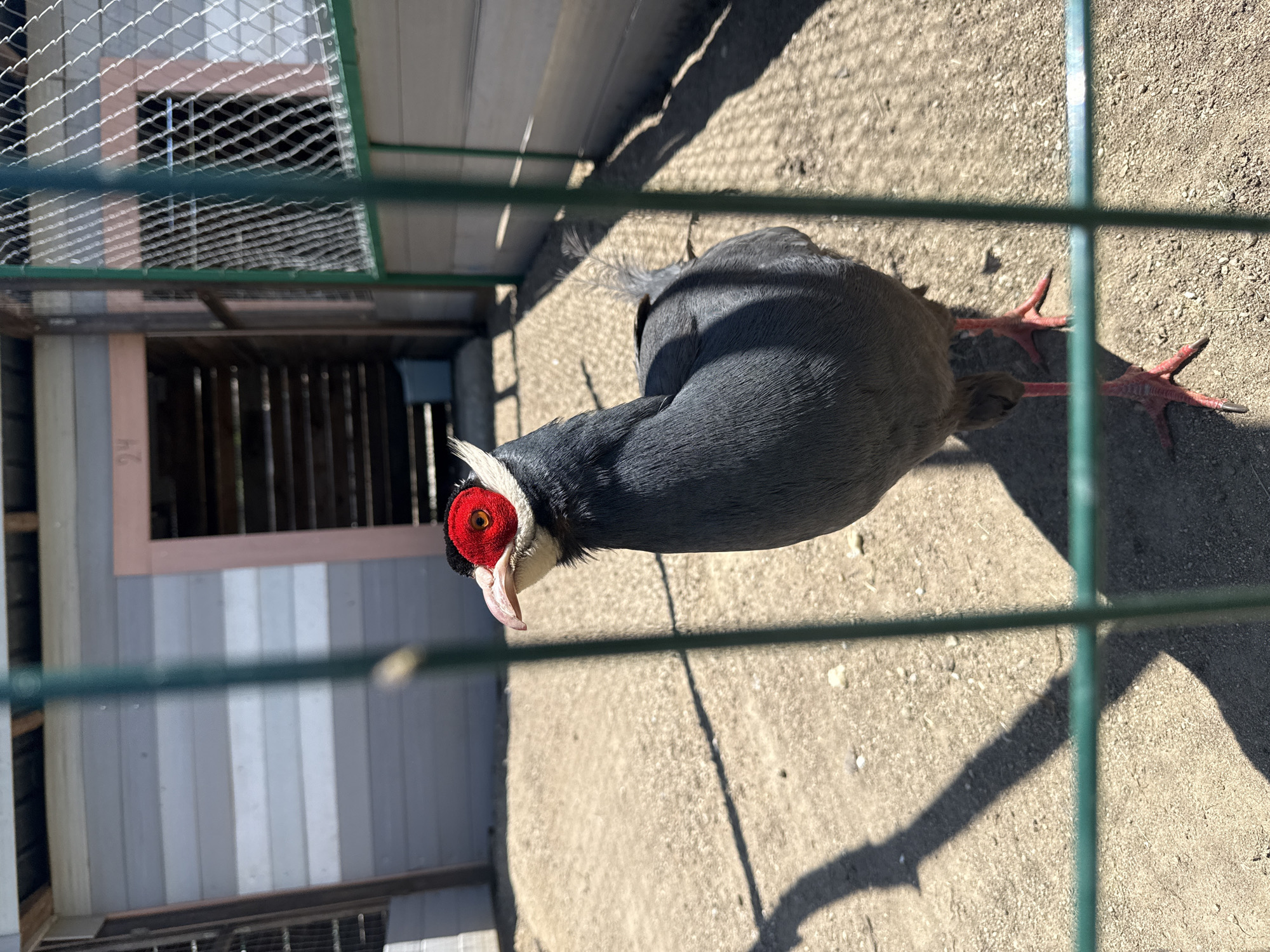 Animals observed at Sofia Zoo in Dabnitsa, Bulgaria