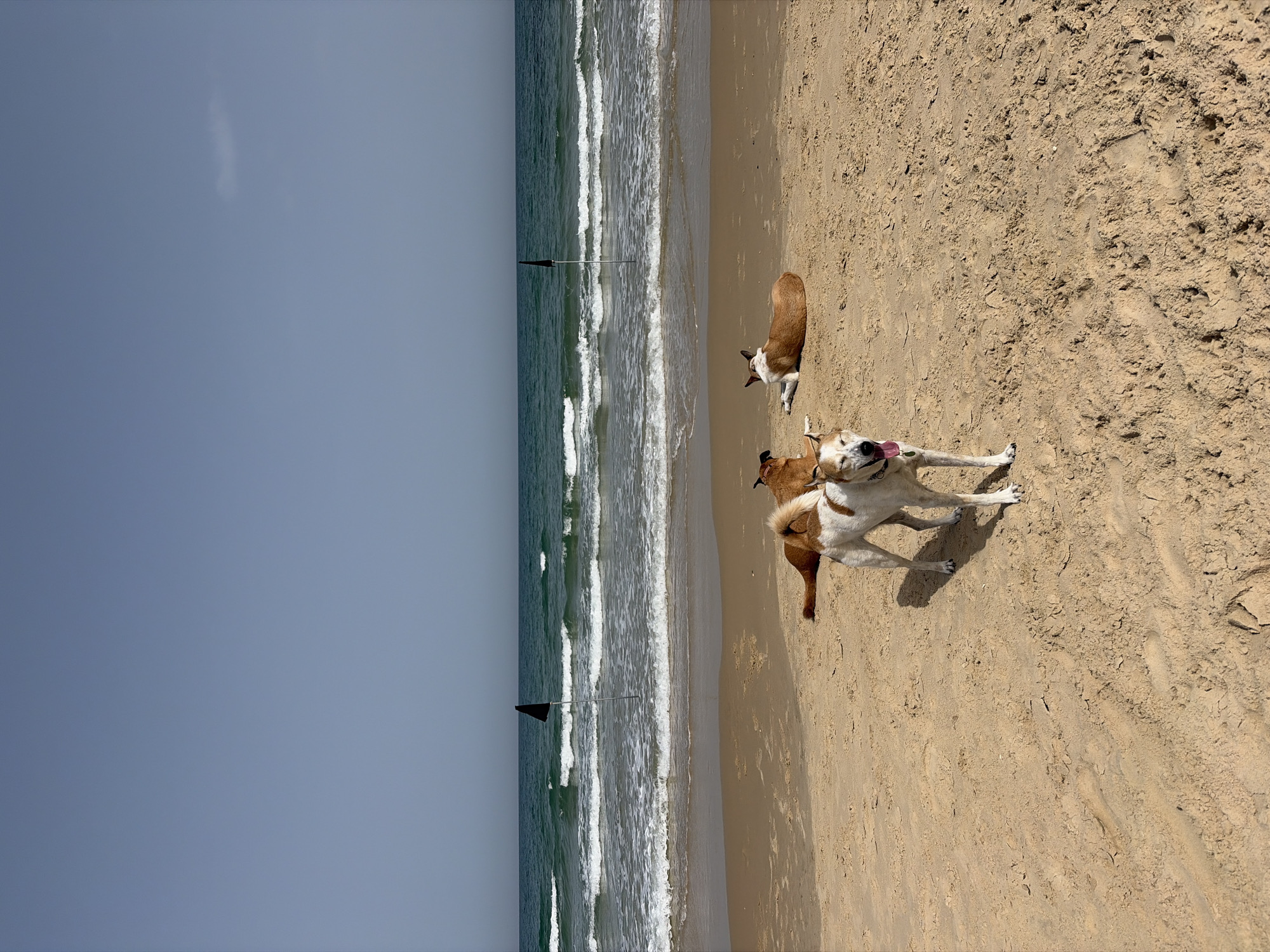 Three dogs spotted on Tel Aviv beach near Mediterranean shoreline