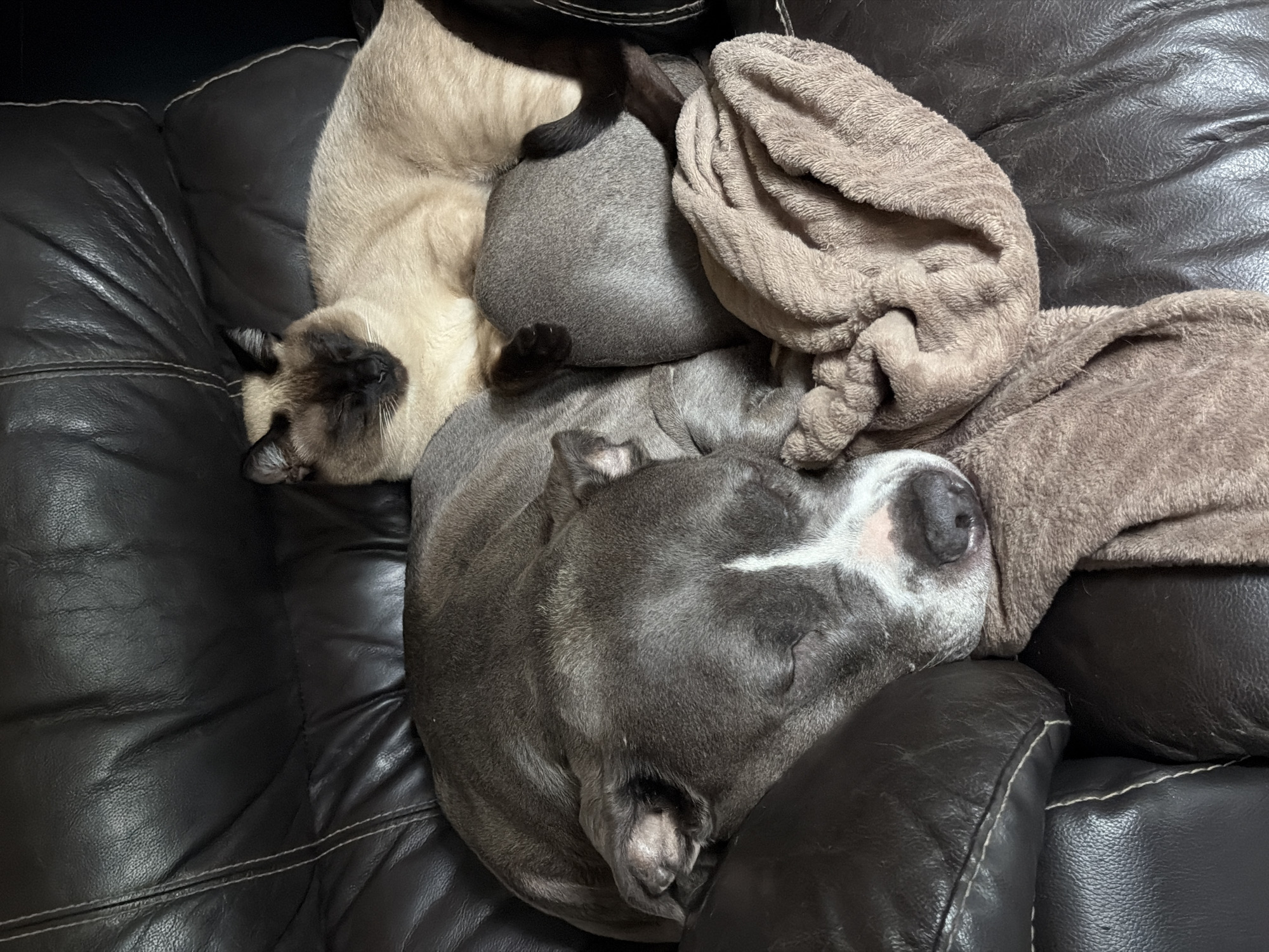 Cozy afternoon: pets nap together, strawberries enjoyed in Luxembourg home