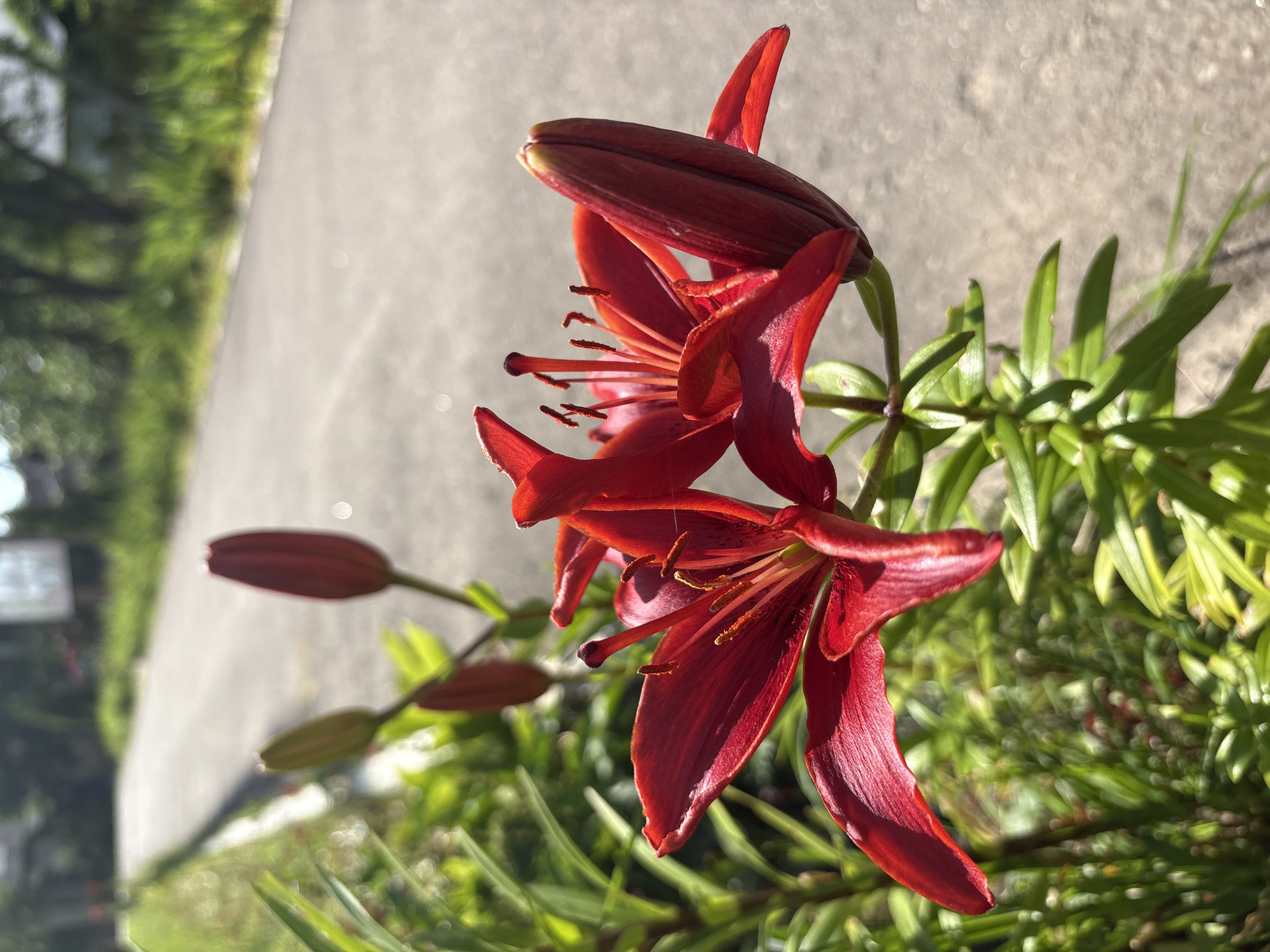 Red and orange lilies blooming in a Bahushewsk garden