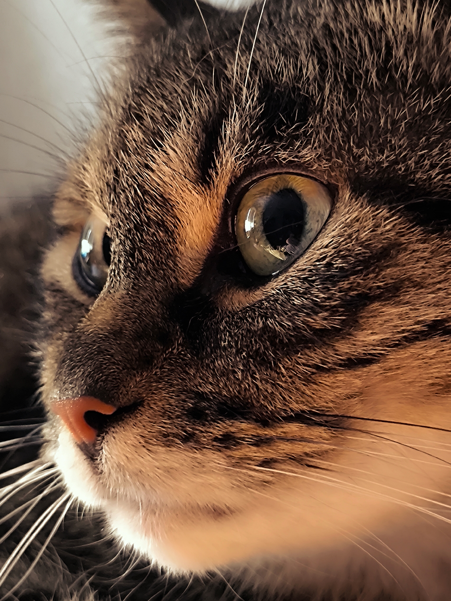Macro close-ups of a tabby cat resting at home in Riga