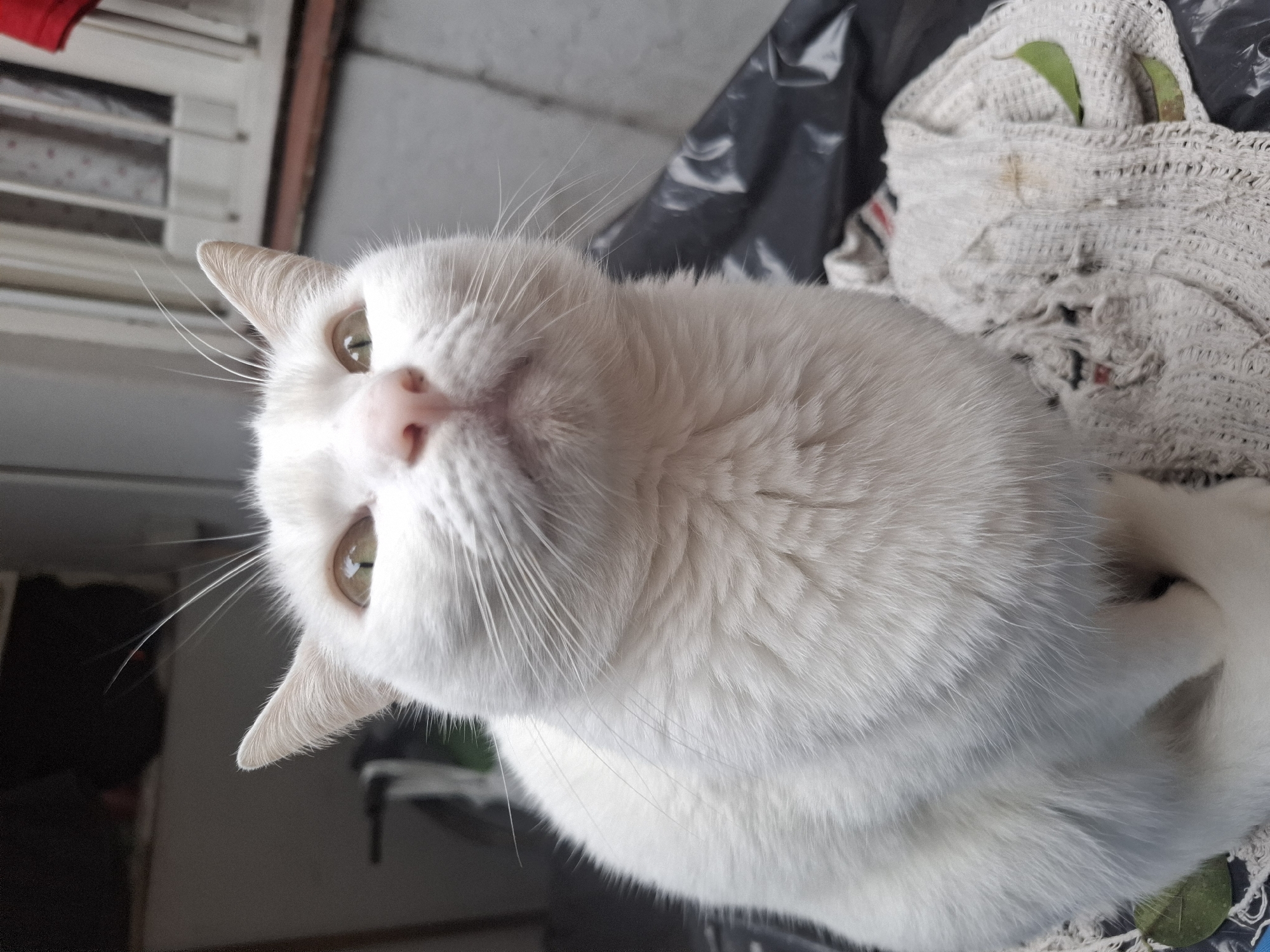 White cat observed gazing upward in Wilde, Argentina
