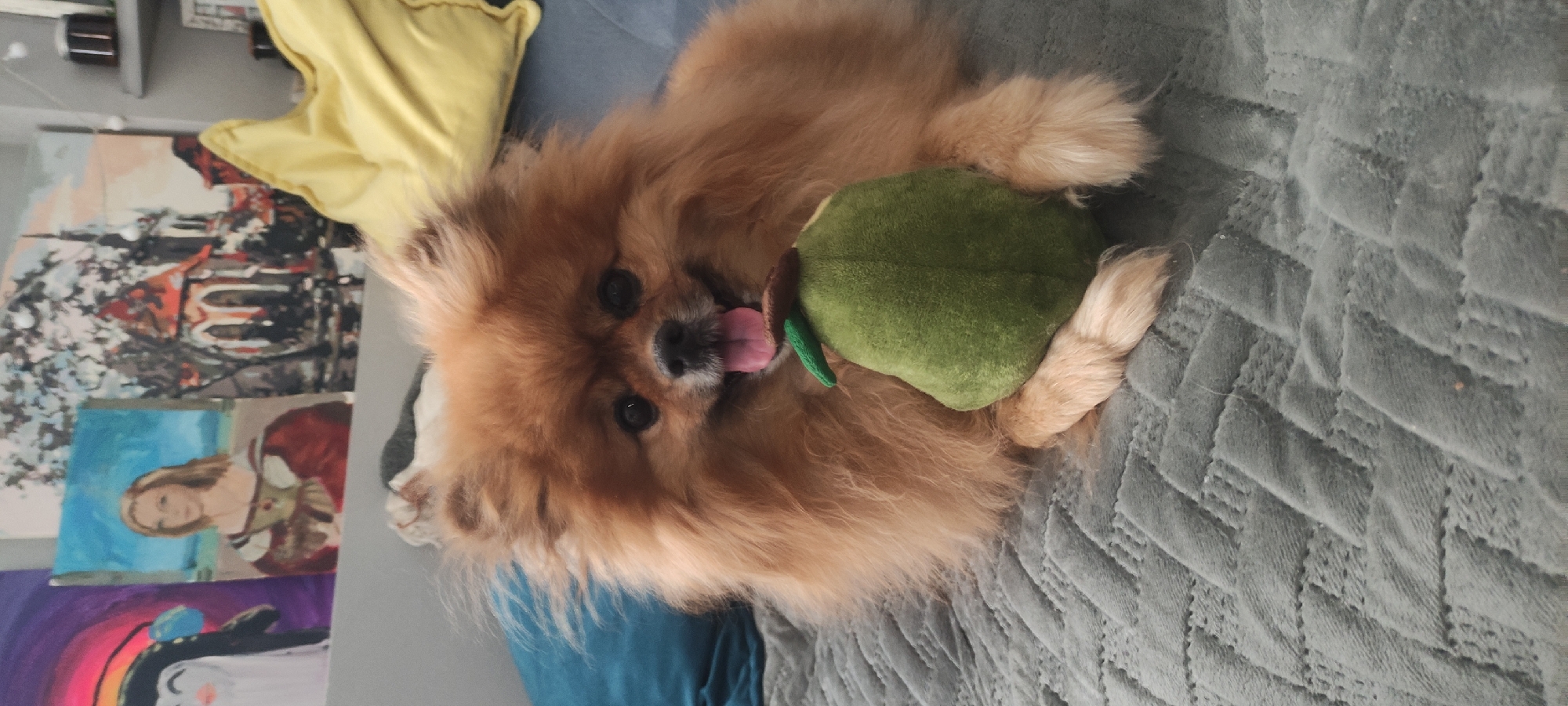 Pomeranian dog plays with toy on bed in Russia