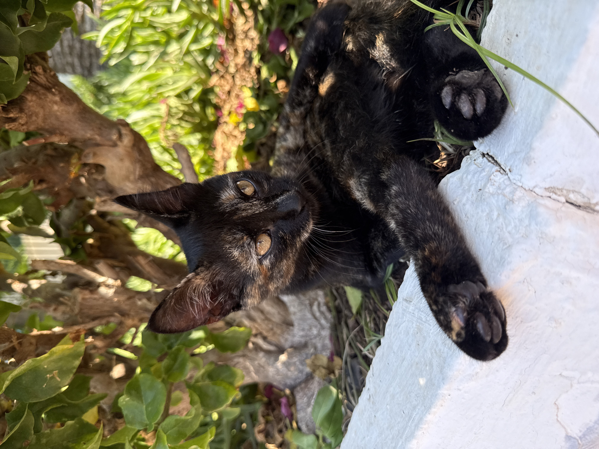 Bodrum morning: street kitten and sunny garden shots