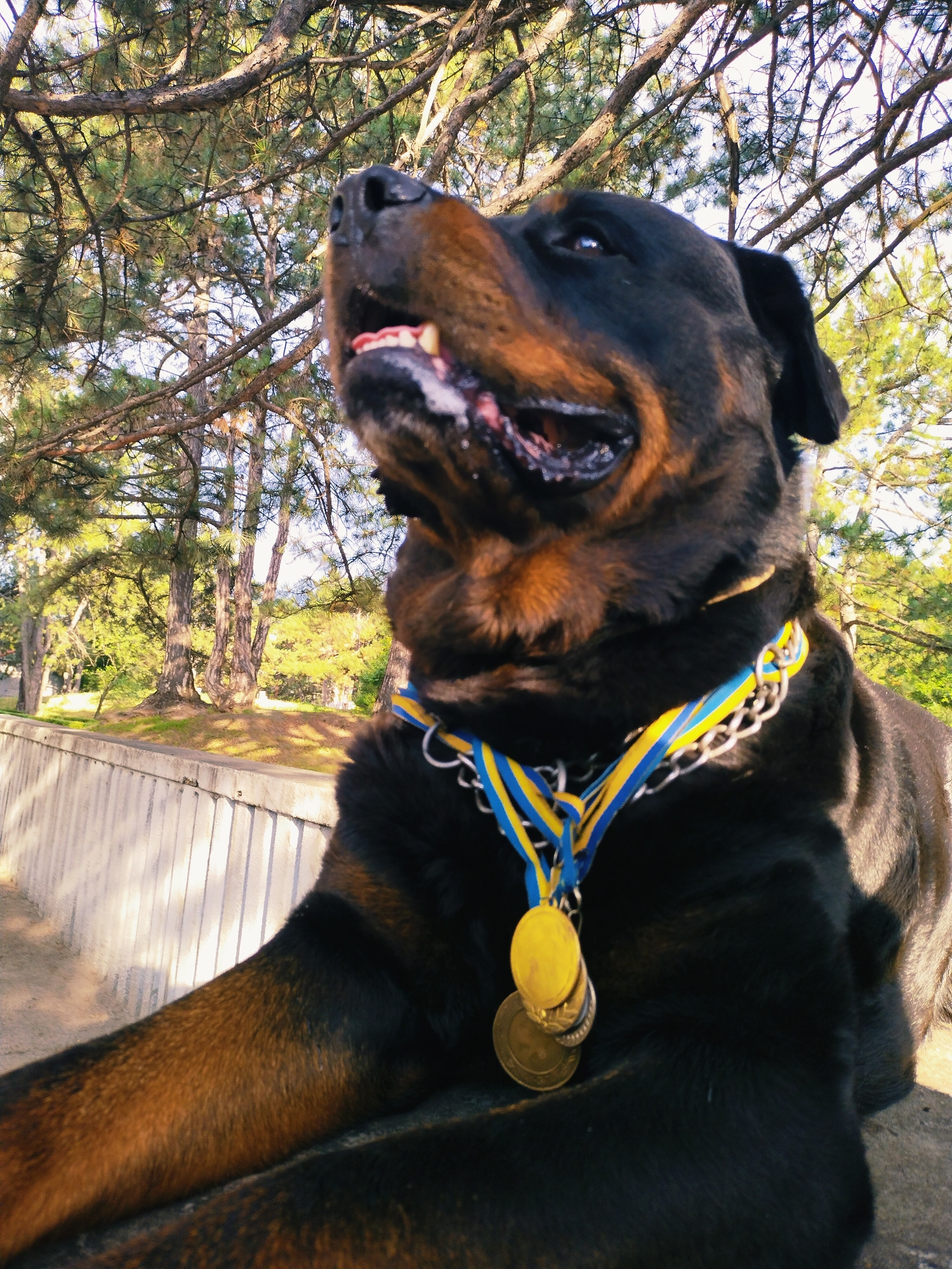 Medal-wearing Rottweiler at a modern venue in Horishni Plavni