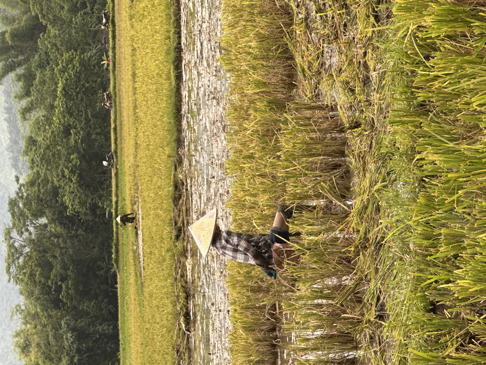 Rice harvest underway in Mai Chau paddies, Vietnam