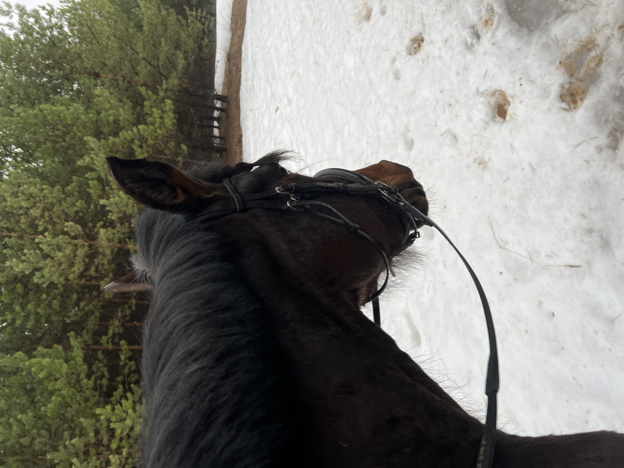 Horseback riders traverse snowy trails in Chaikovsky, Russia