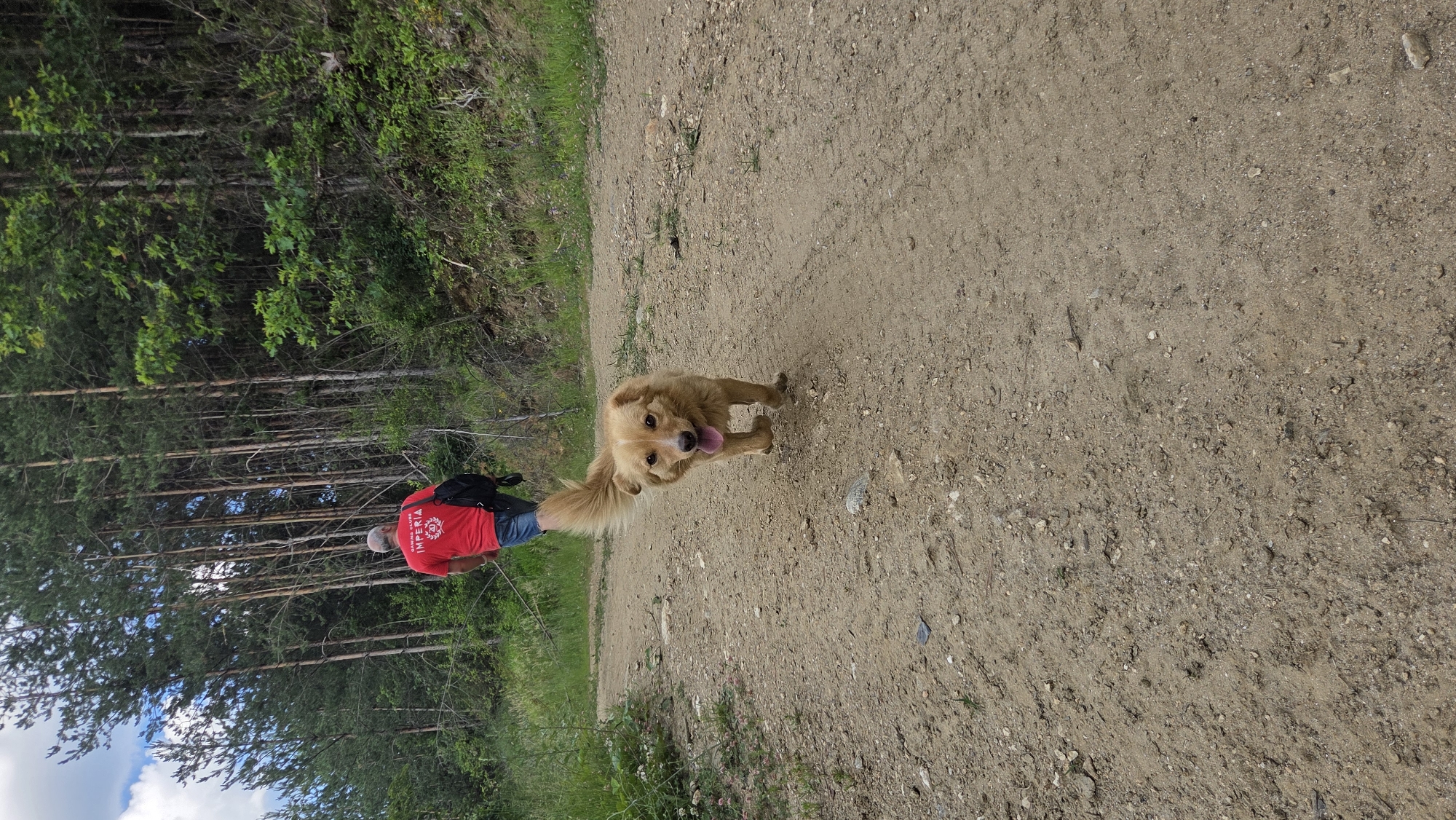 Friendly stray dog meets hikers on a forest trail in Bania