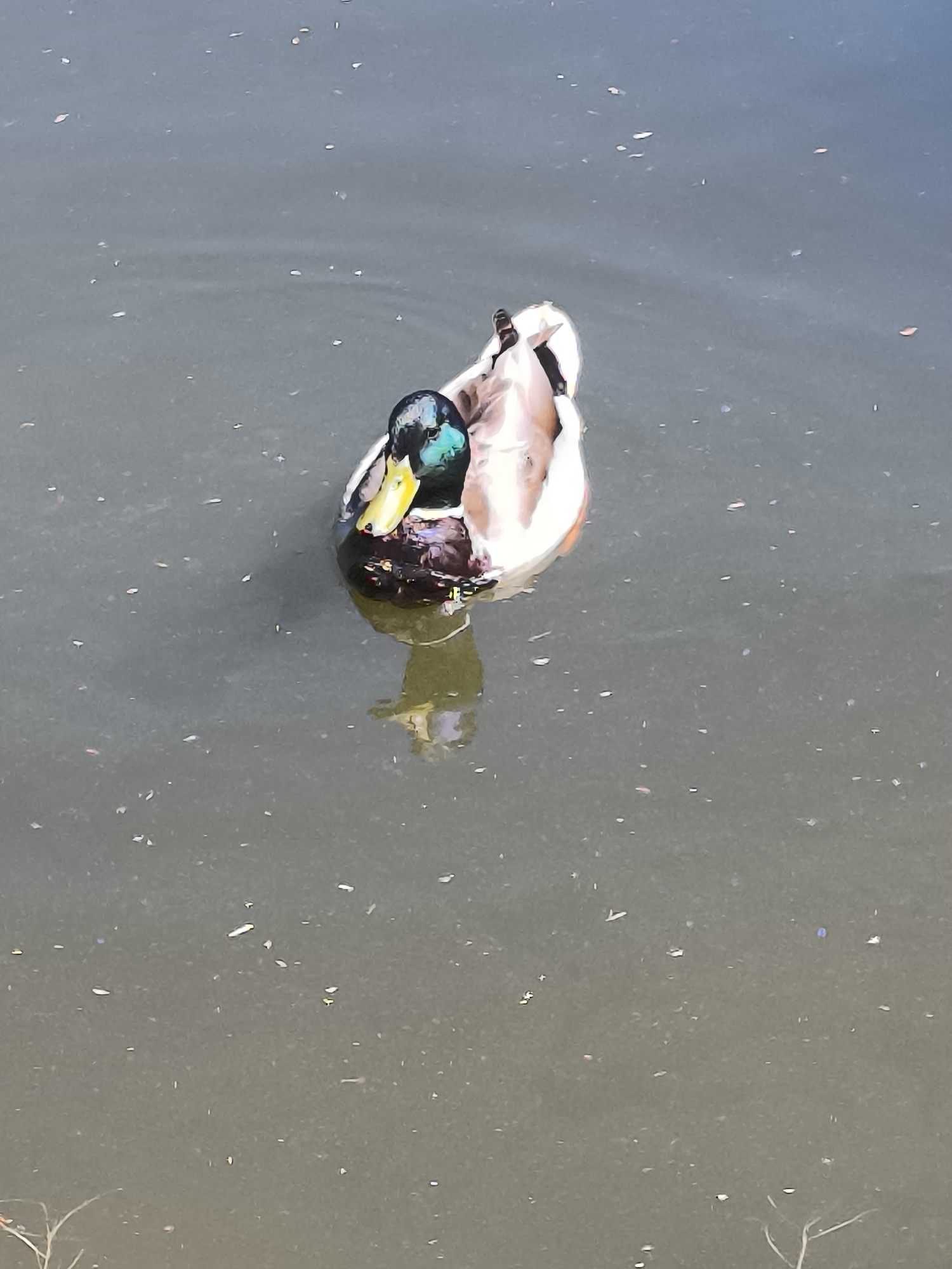 Spring wildlife and flowers observed in Klaipėda, Lithuania