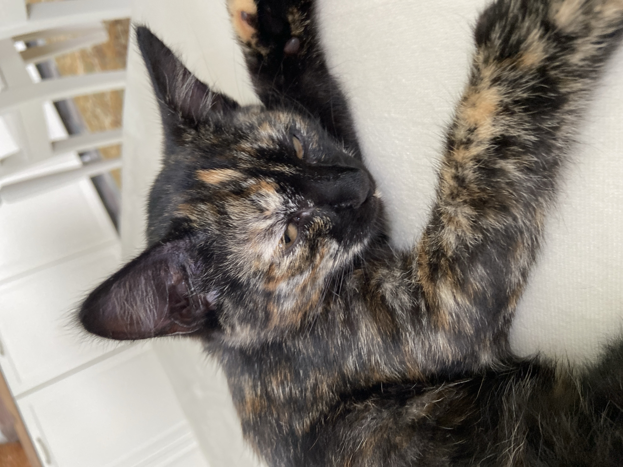 Kittens, kitchen, and a blooming garden in Meshcherskoye