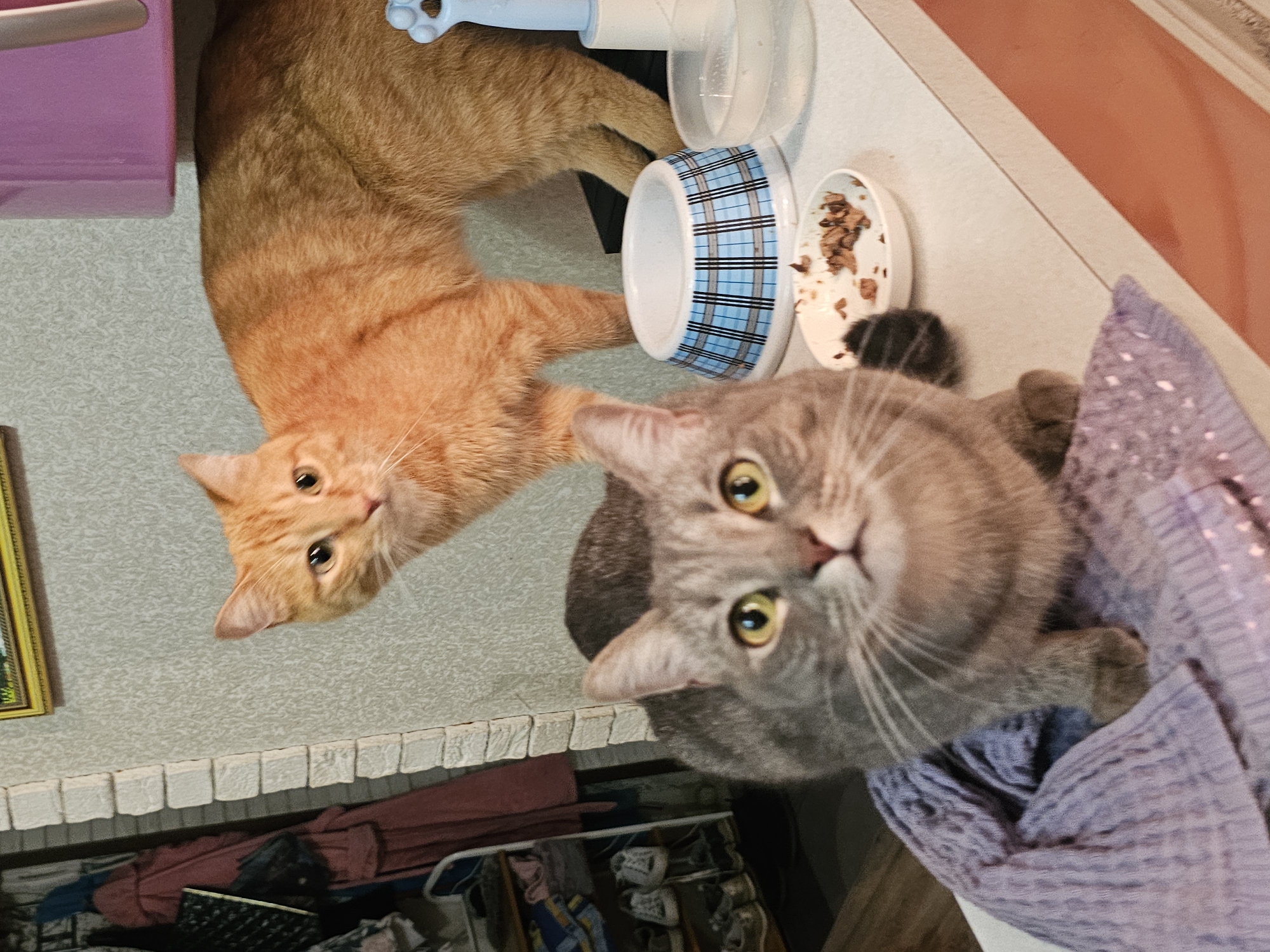 Cats and dogs at home in Nakhodka, Russia