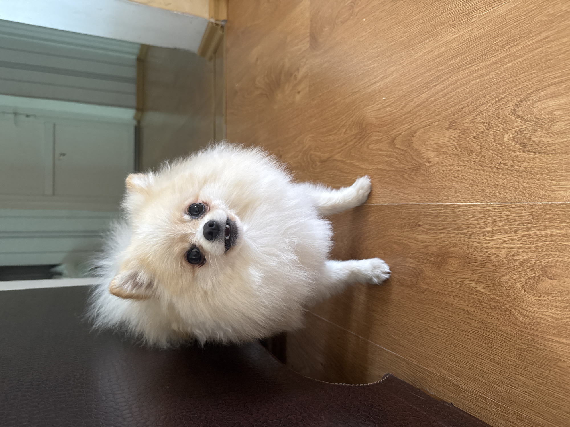 Pomeranian and Scottish Fold cat at home in Heniivka