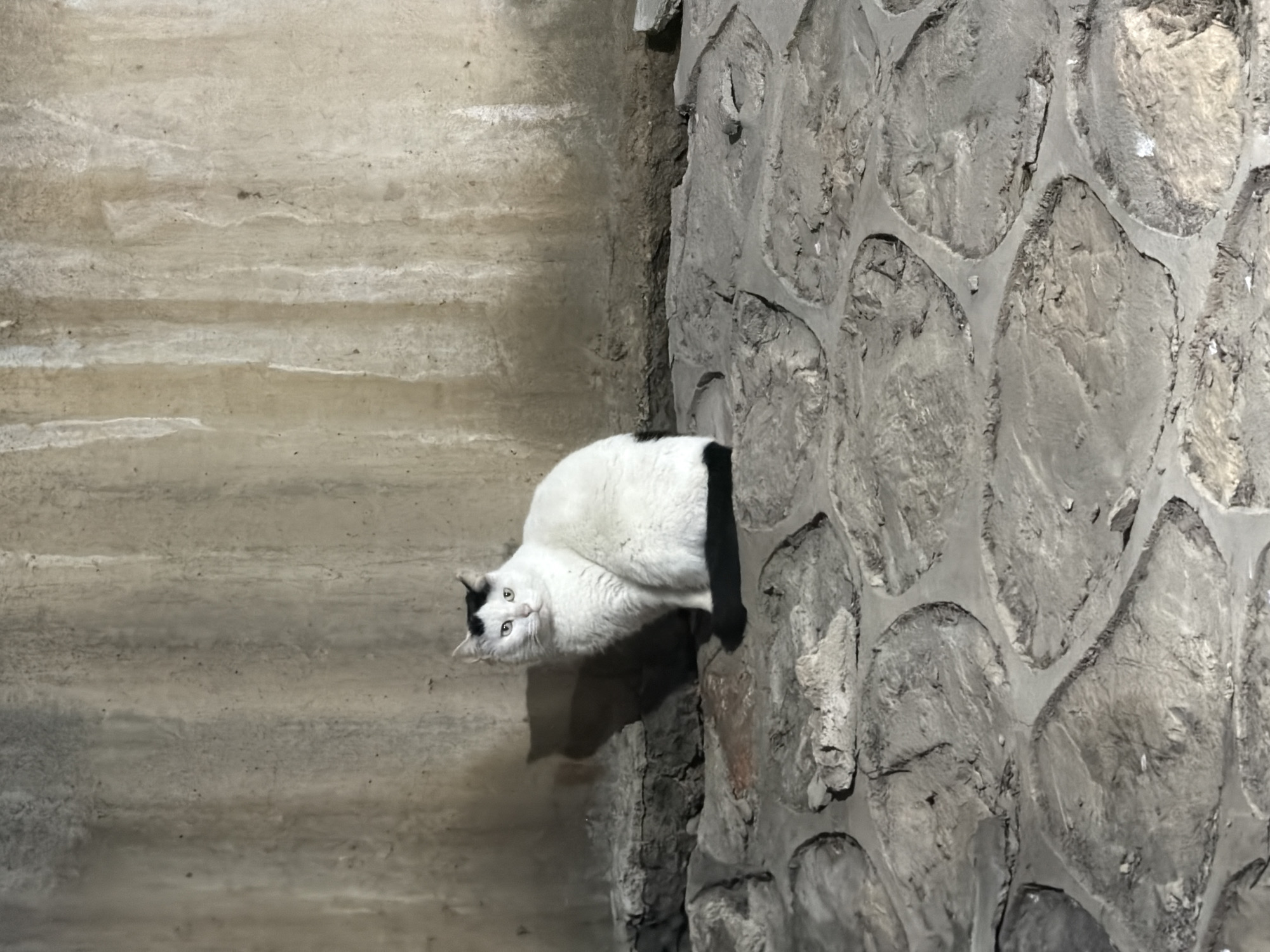 Cat spotted on street in Nanjing, China