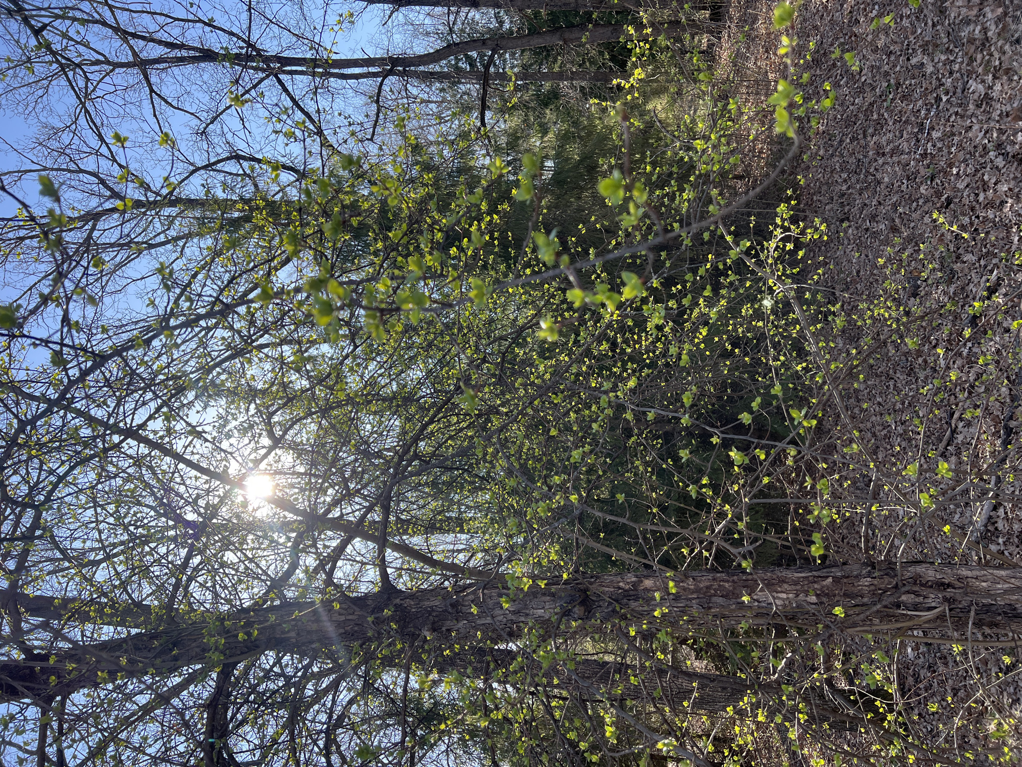 Spring awakening documented at Russian sanatorium woodland retreat