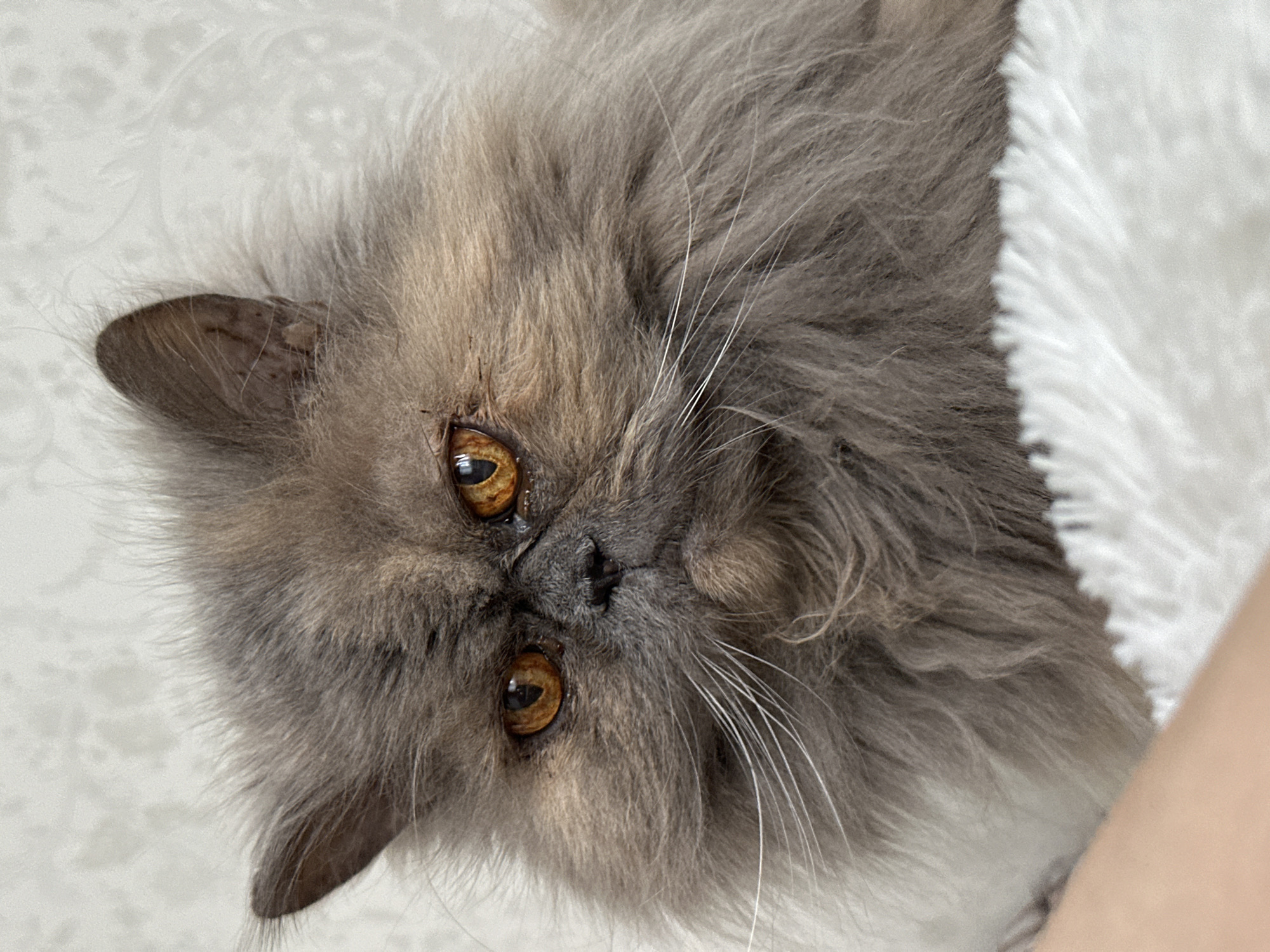 Grey Cat Photographed Resting on Blanket in Chaikovsky