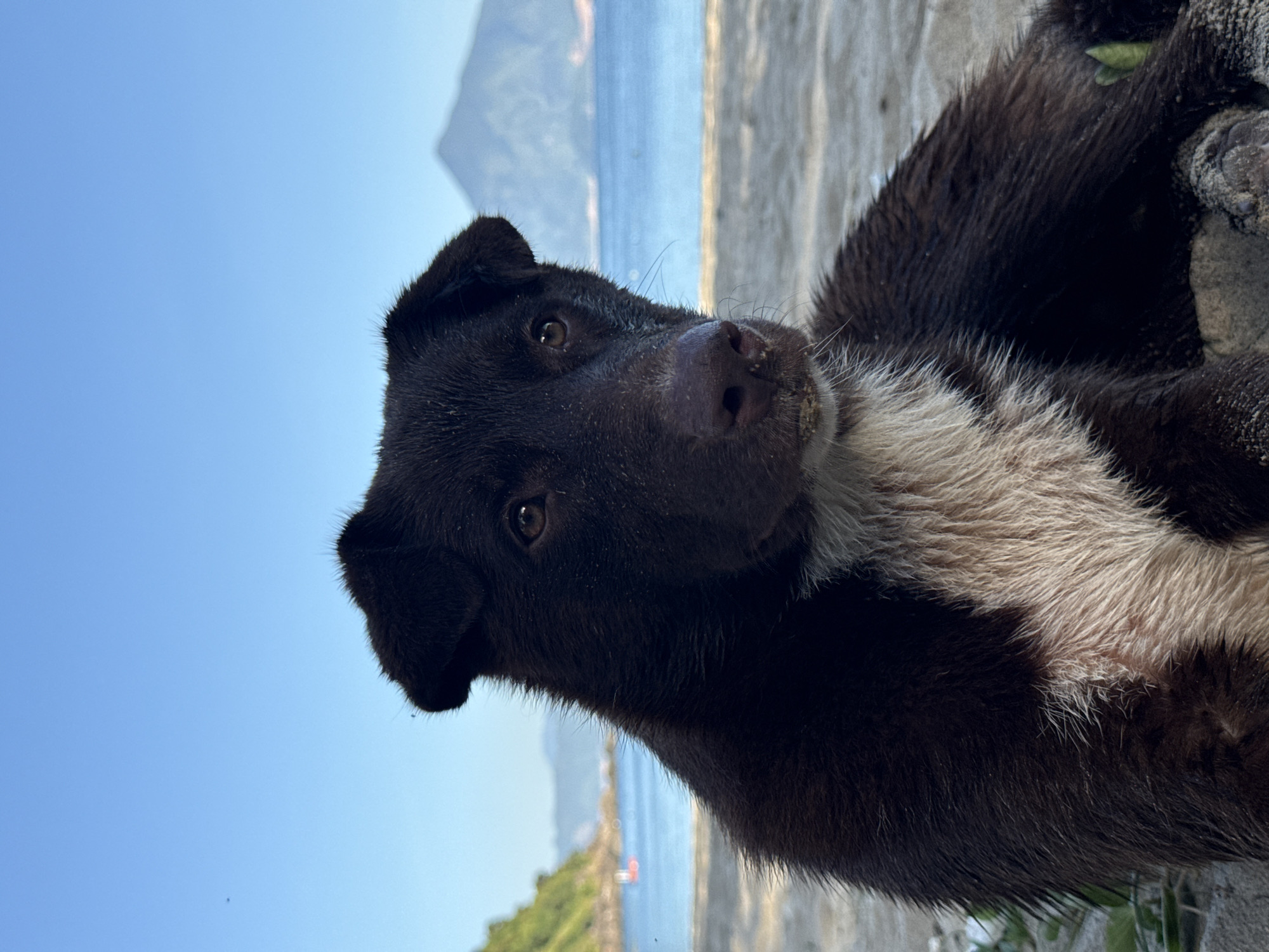 Beach dog, Converse, and trash-bin monkeys in Đà Nẵng