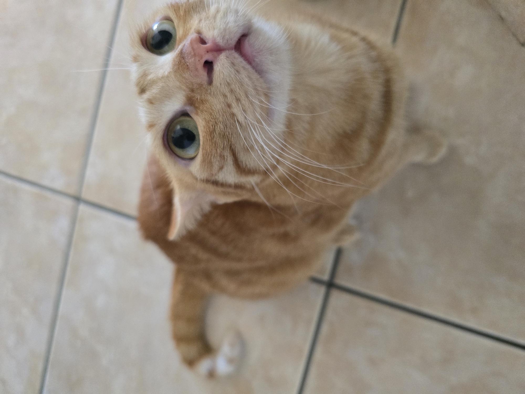 Orange tabby cat spotted on tiled floor in Salerno