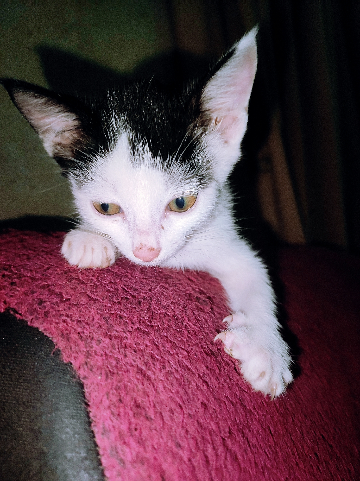 Kitten photographed on maroon surface in Jos, Nigeria