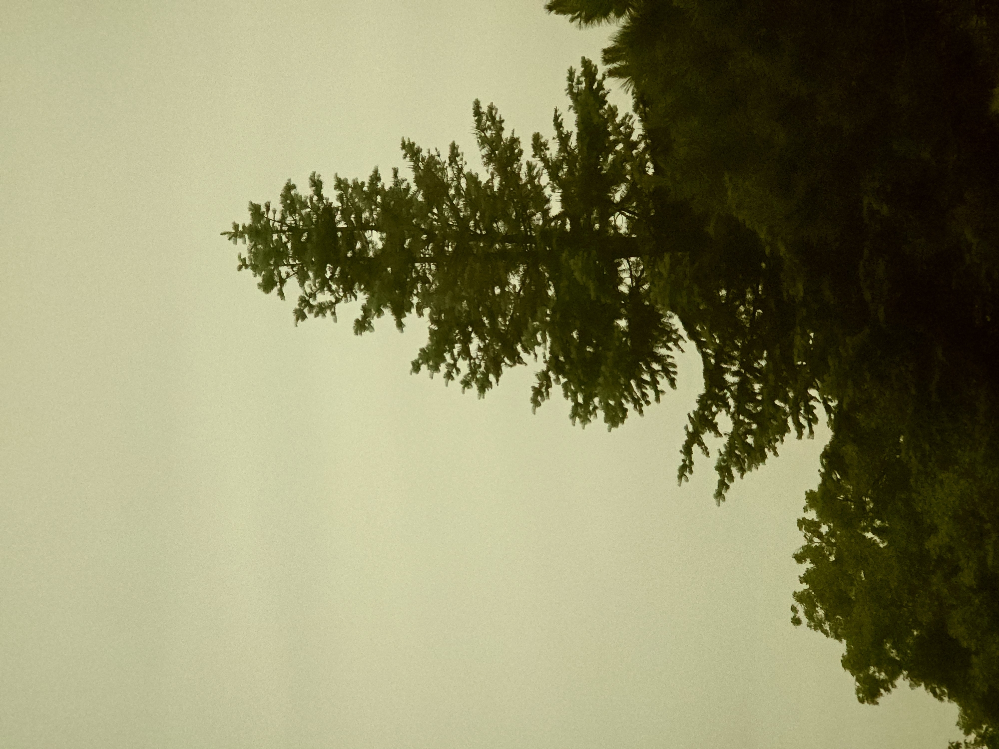 Late night documentation of trees and garden pathways