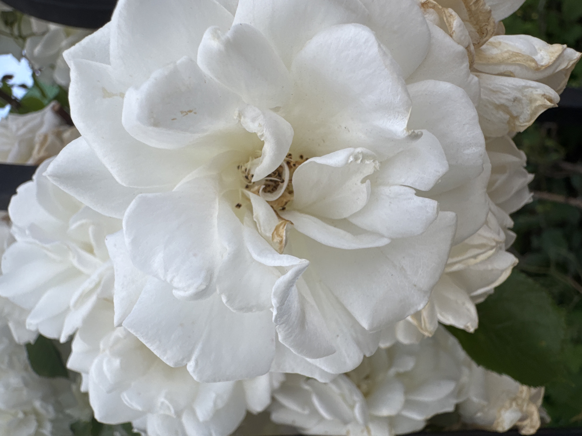 Urban neighborhood documentation captures roses, buildings, Ukrainian landmarks