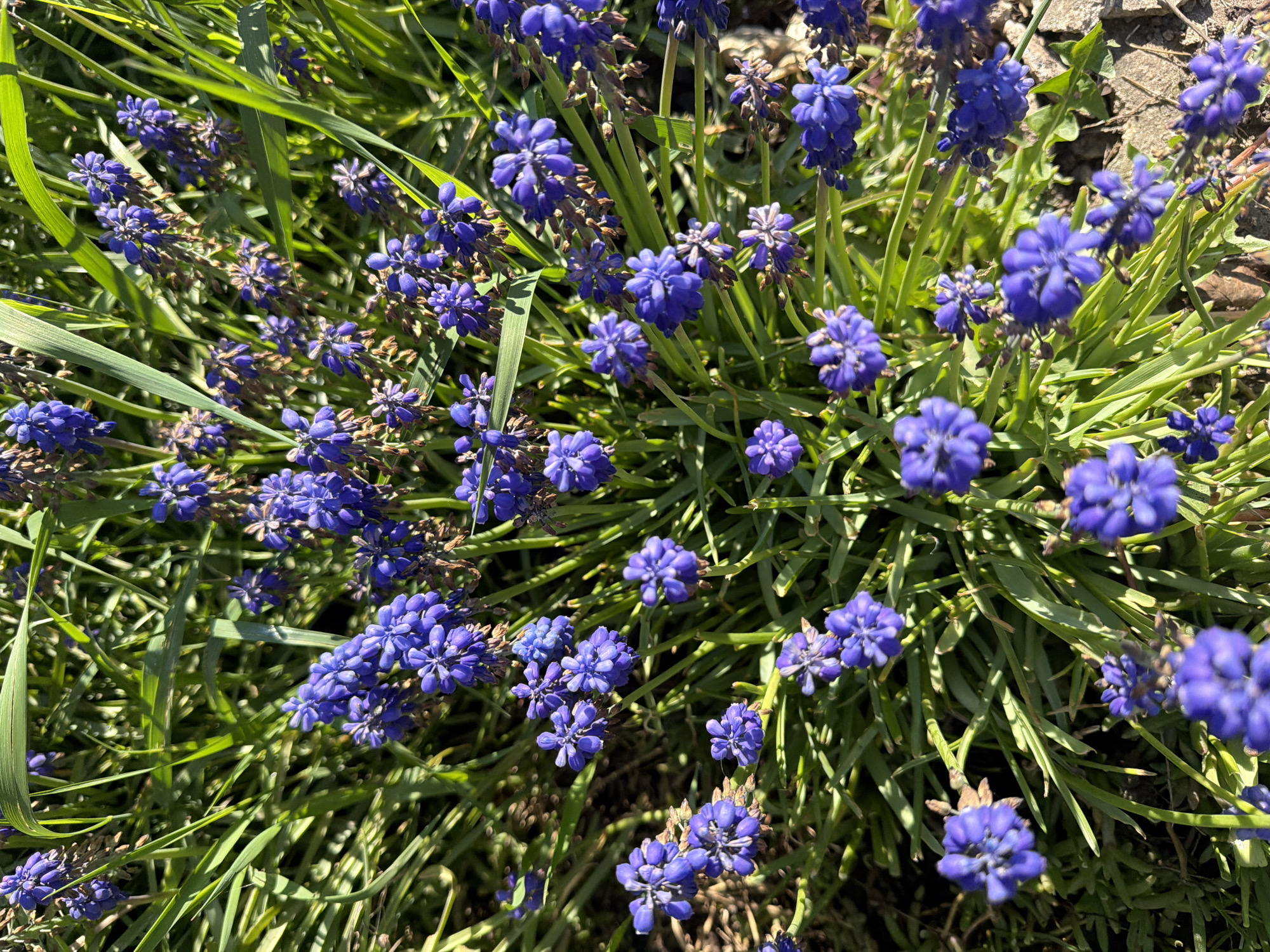 Spring flowers bloom in Bulgarian village garden