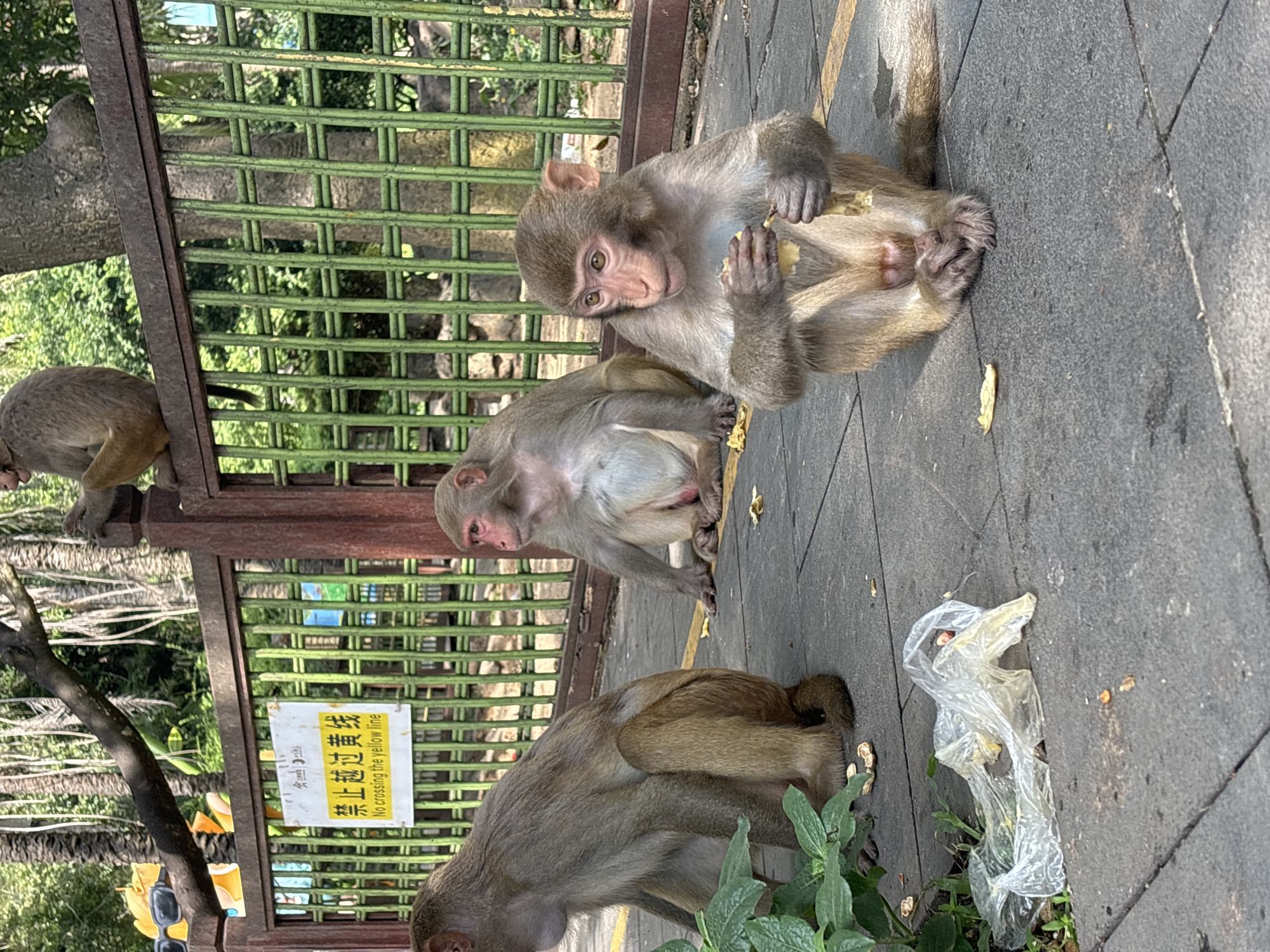 Macaques roam and feed in Nanwan Village's coastal jungle