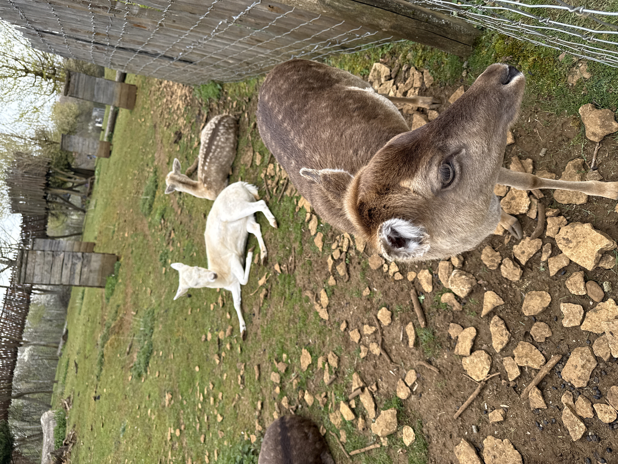 Wildlife spotted at Luxembourg animal enclosure in Esch-sur-Alzette