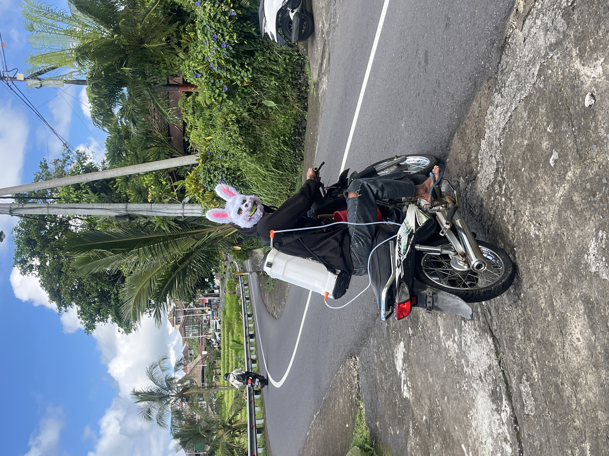 Morning scenes captured in Penebel: rice terraces, masked motorcyclist