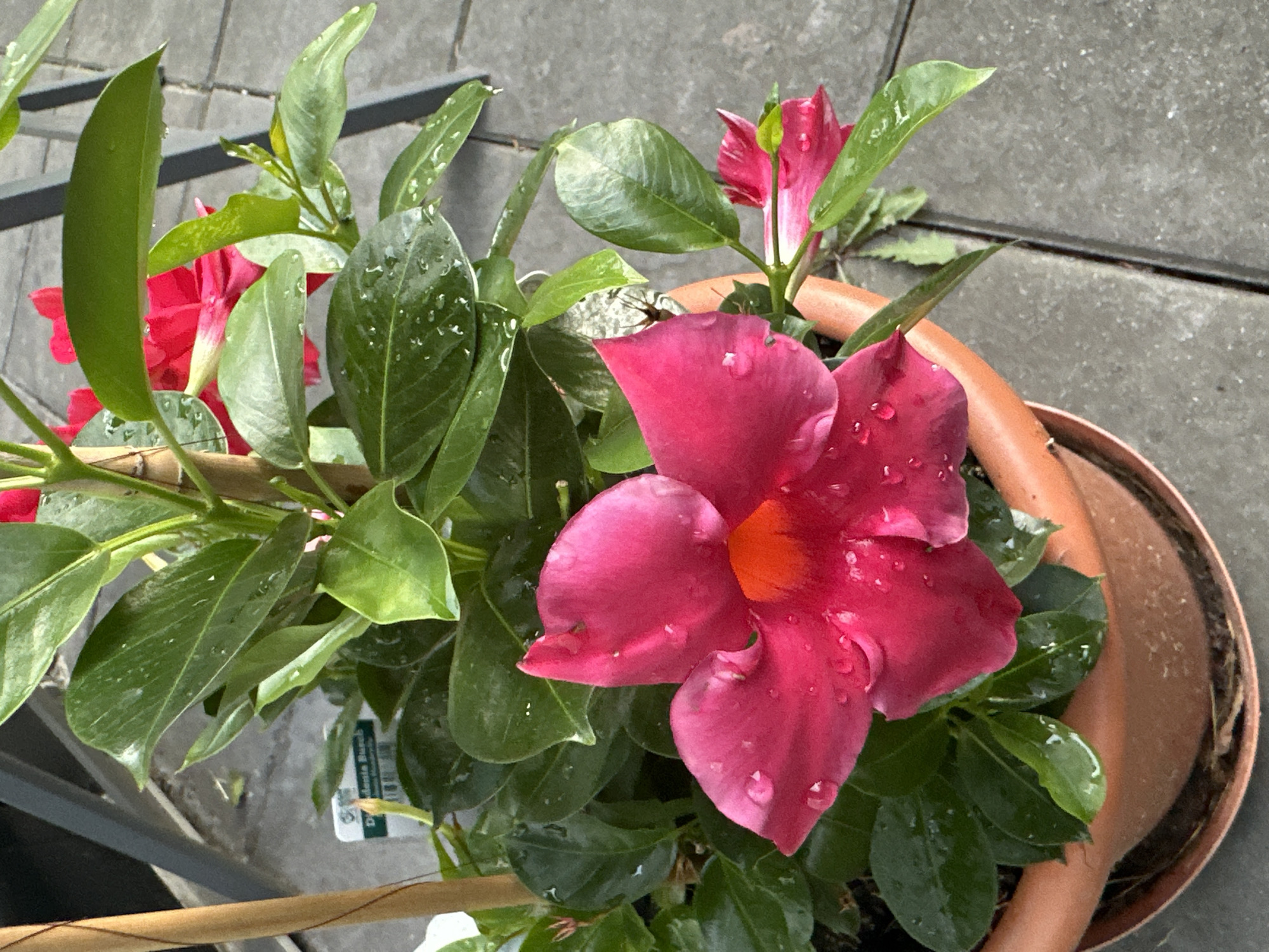 Evening garden tour in Krefeld, flowers and plant care