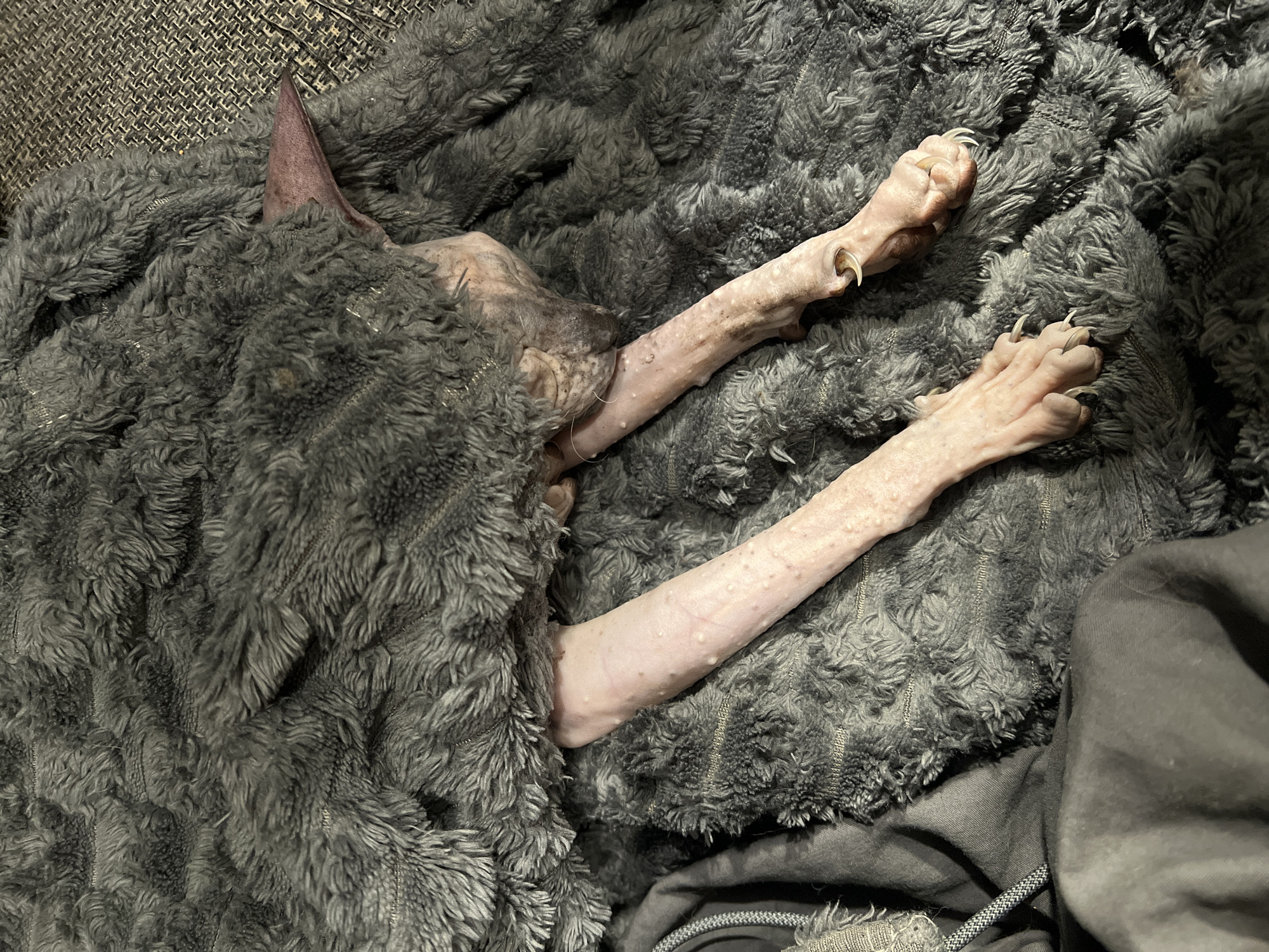 Sphynx Cat Spotted Resting Under Blanket in Khimki