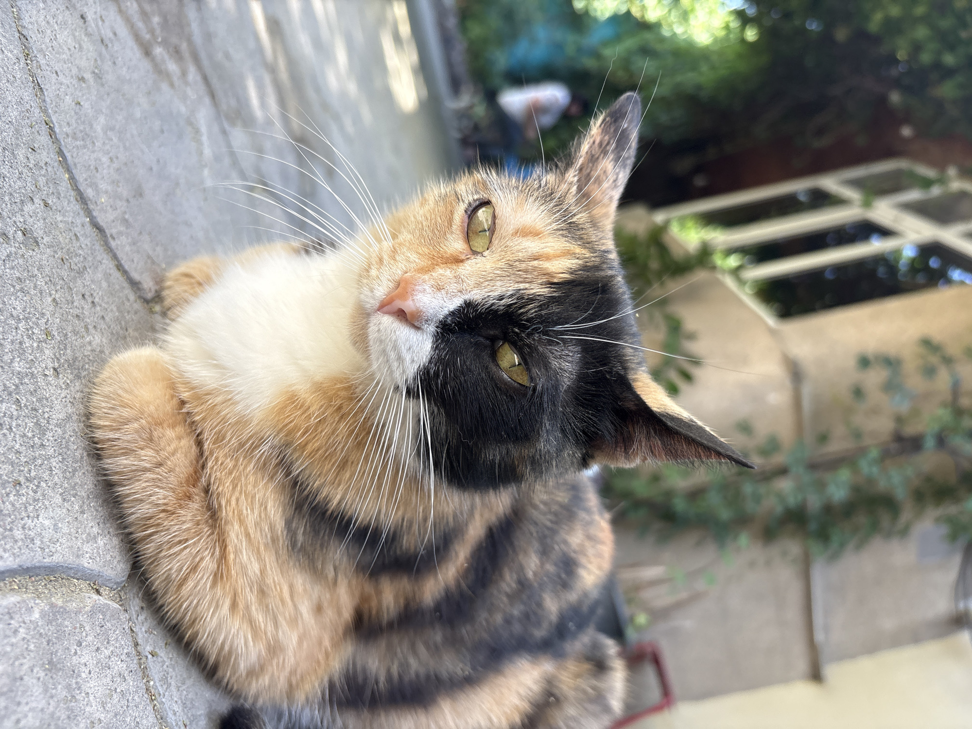 Cats and pugs observed in residential Almaty courtyards