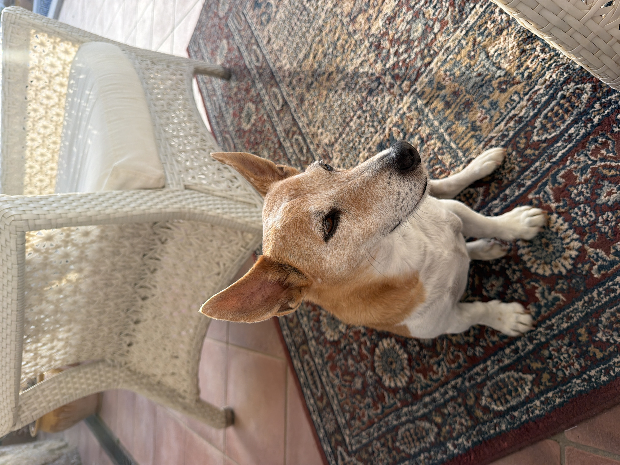 Jack Russell Terrier winds down by the pool at sunset