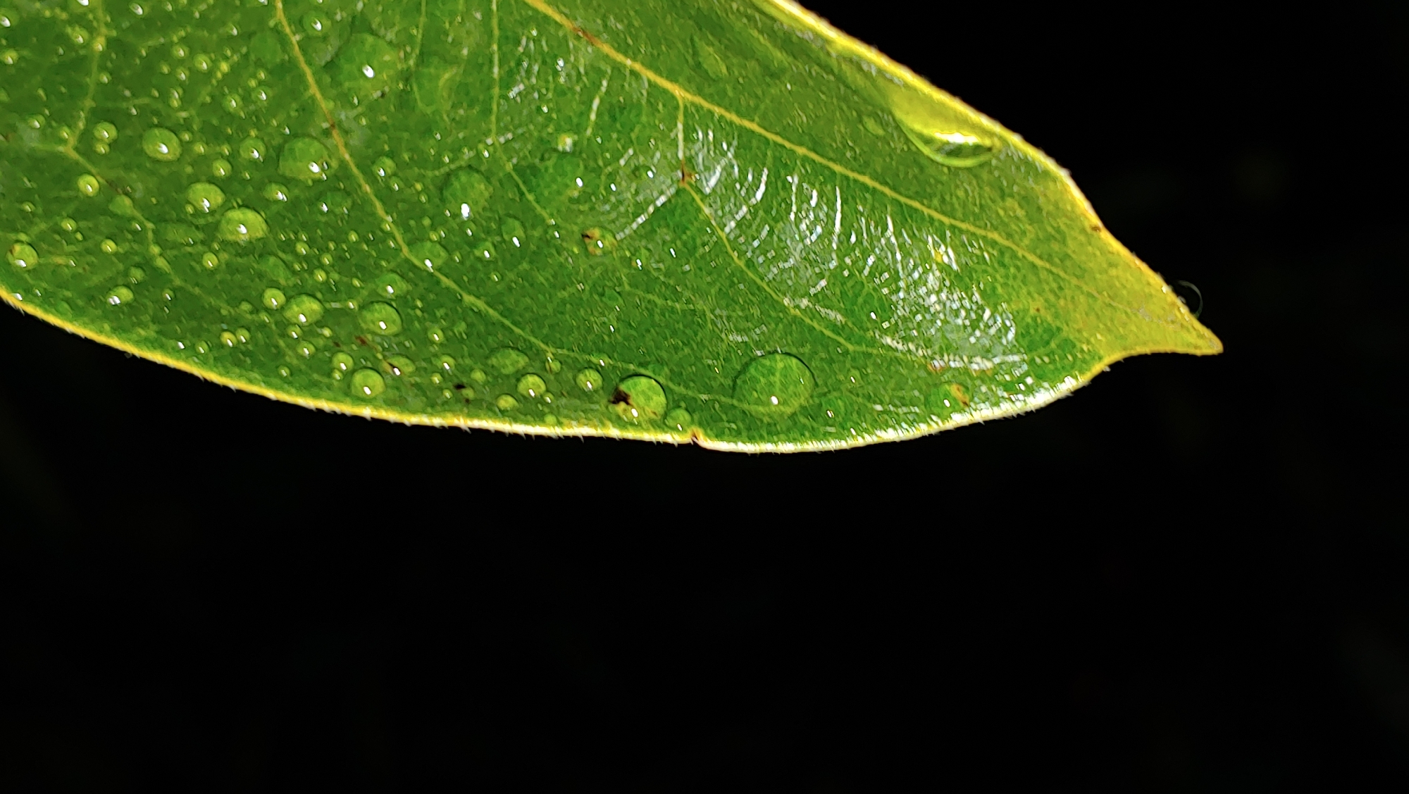 Wet garden foliage and a glowing solar light, Mukachevo night