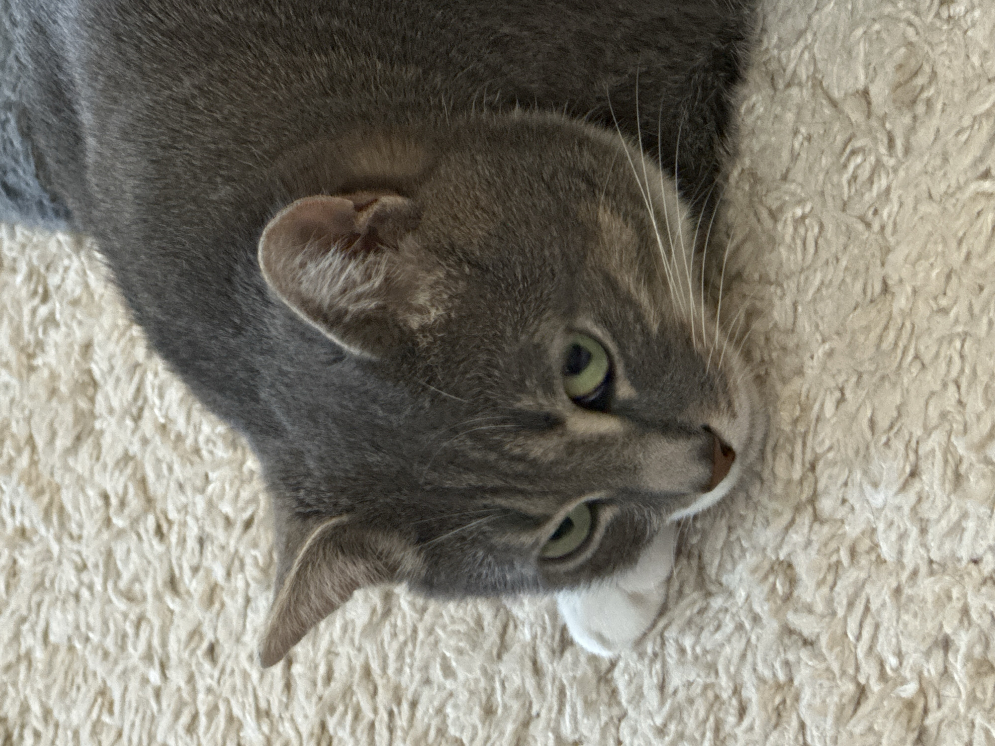 Tabby cat relaxing on carpet with tiger paintings nearby