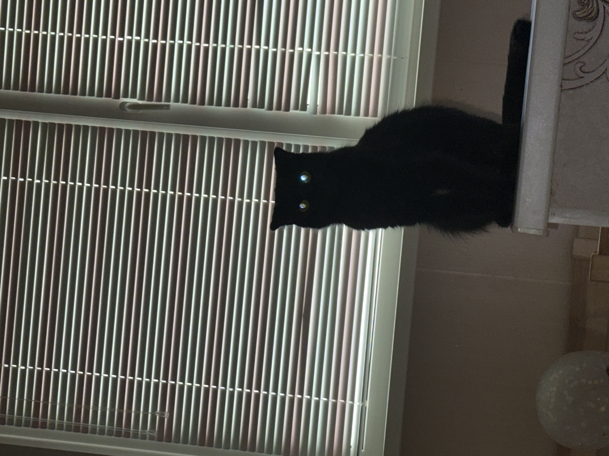 Early morning domestic moments with woman, cat documented in Foki