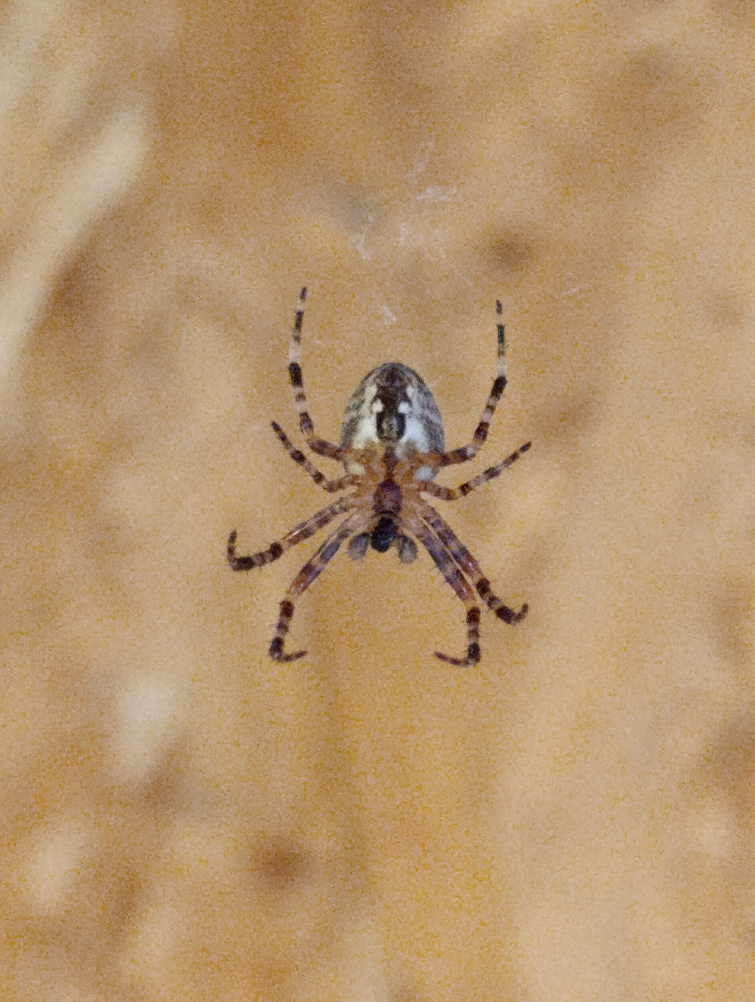 Spider and cat spotted during a quiet afternoon at home