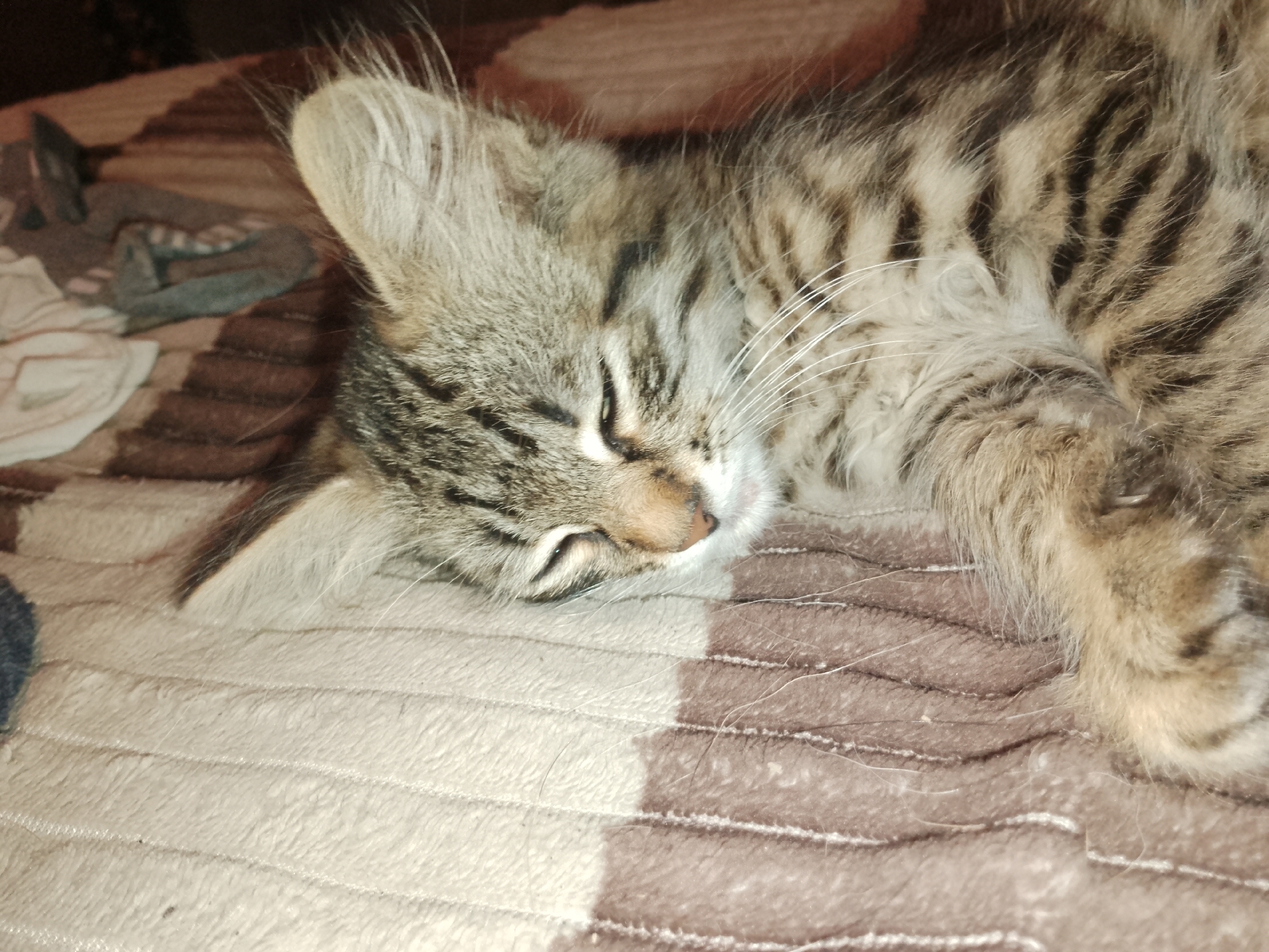 Kitten and dogs share a lazy nap on a striped blanket