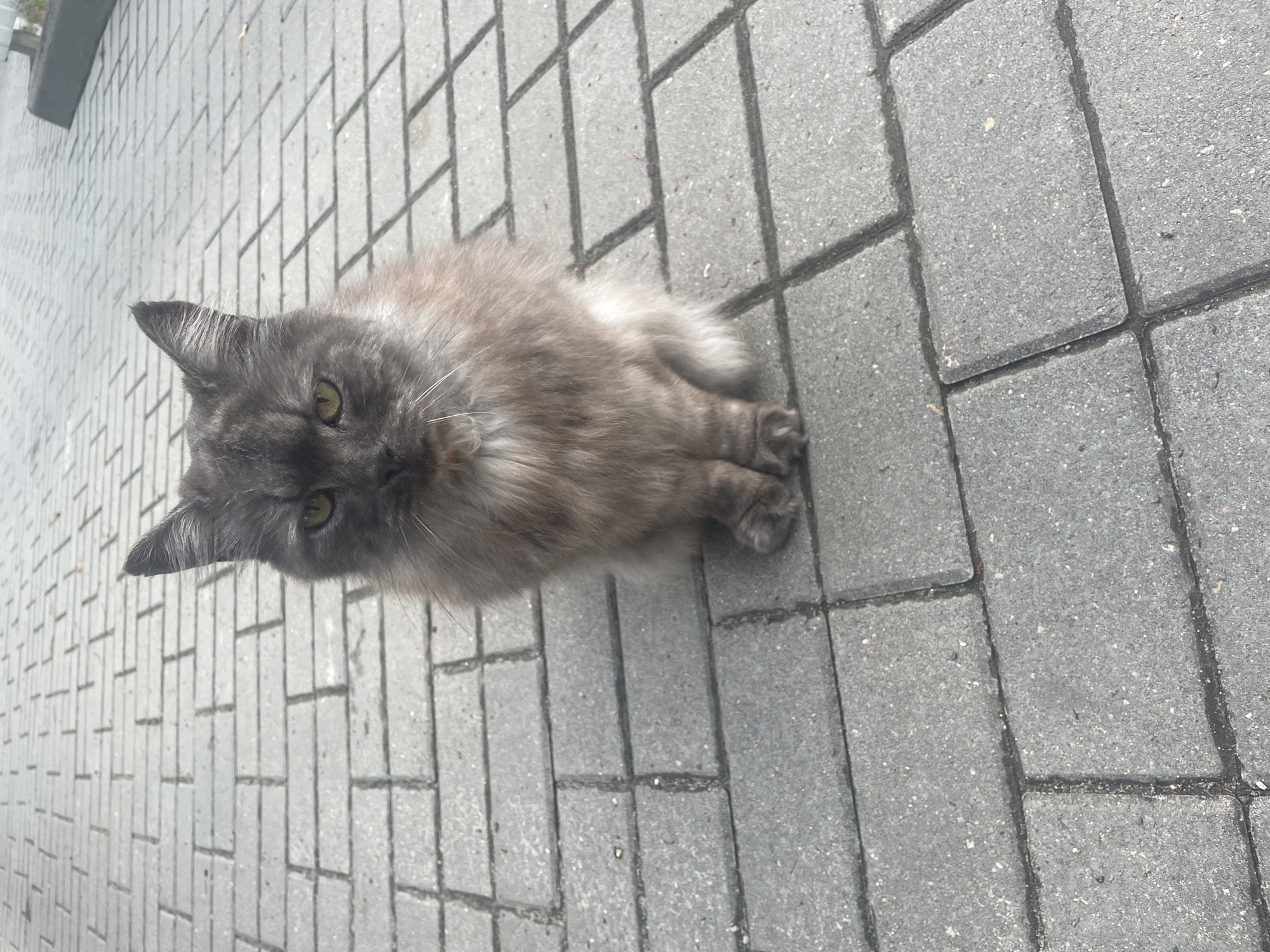 A Brest evening: street café, a stray cat, and a neon bar