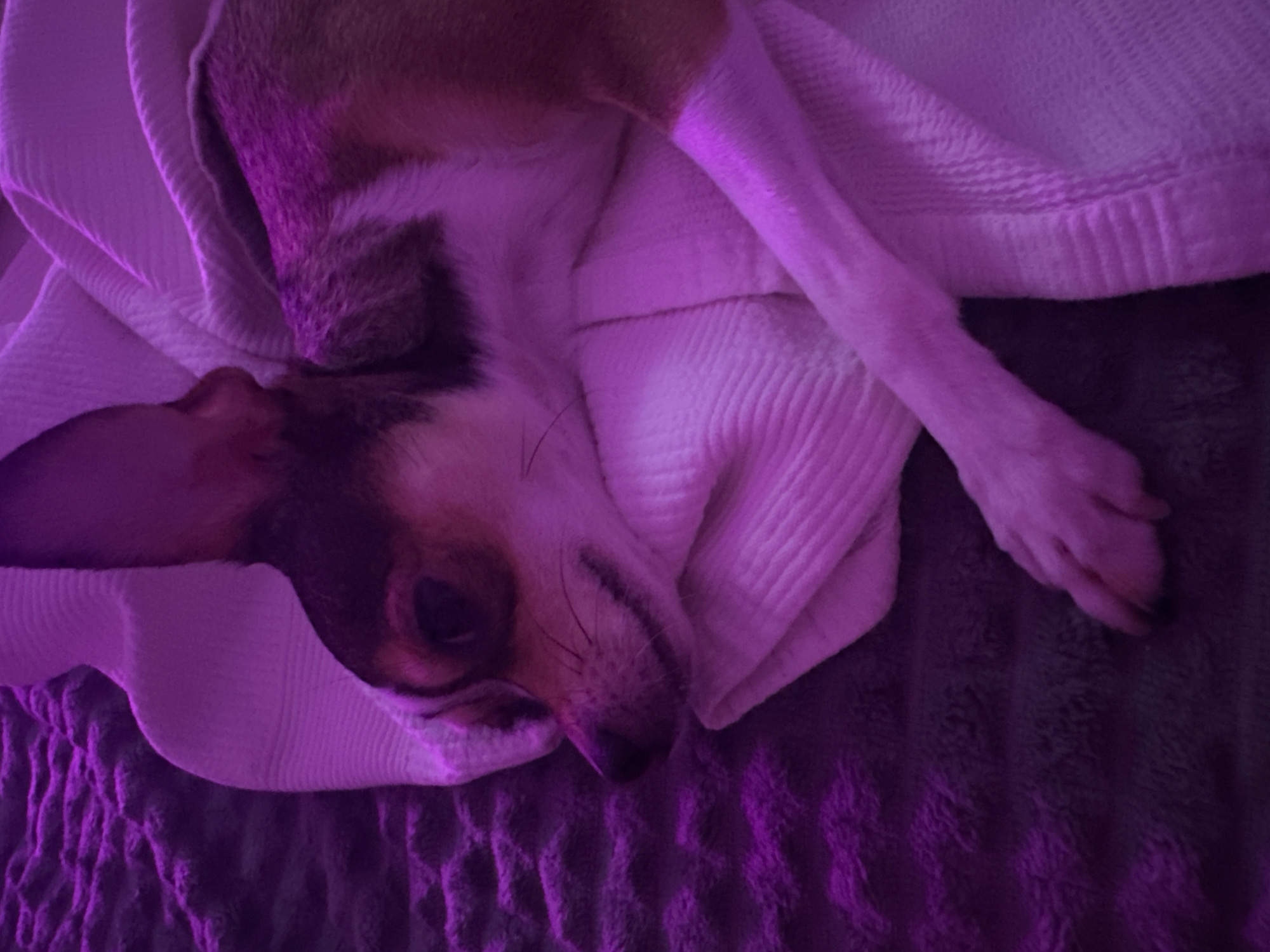 Chill evening with a chihuahua under purple bedroom lights