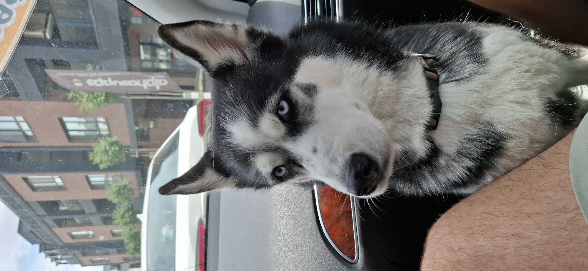 Husky with blue eyes looks out from a car window in Sofia