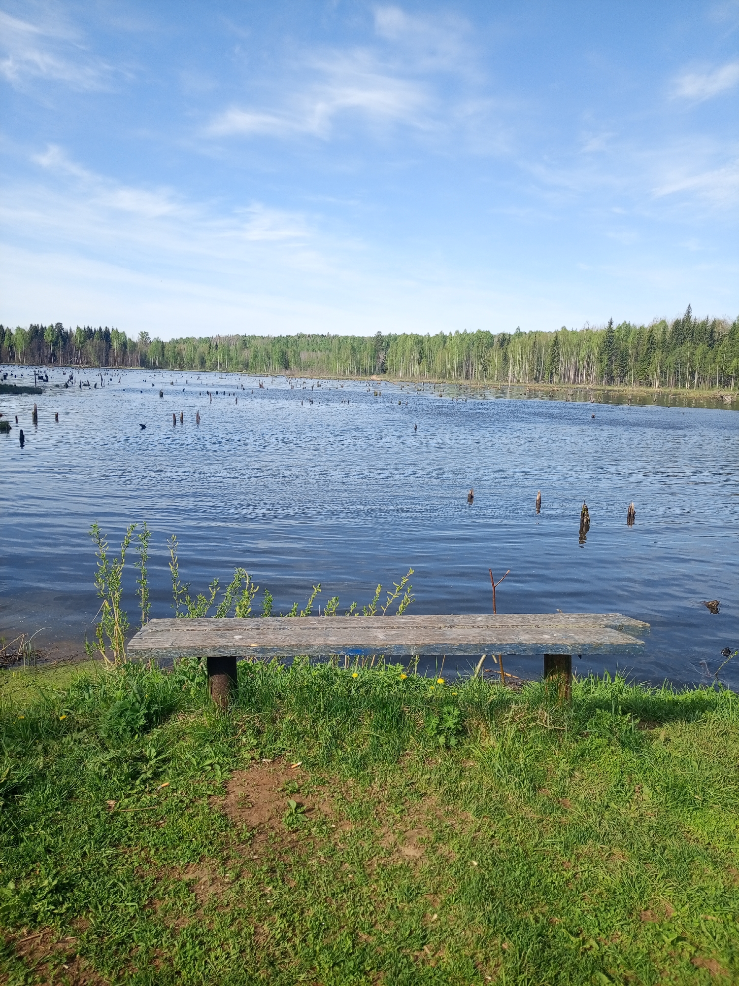 Early morning lakeside forest documentation near Ural'skoe, Russia
