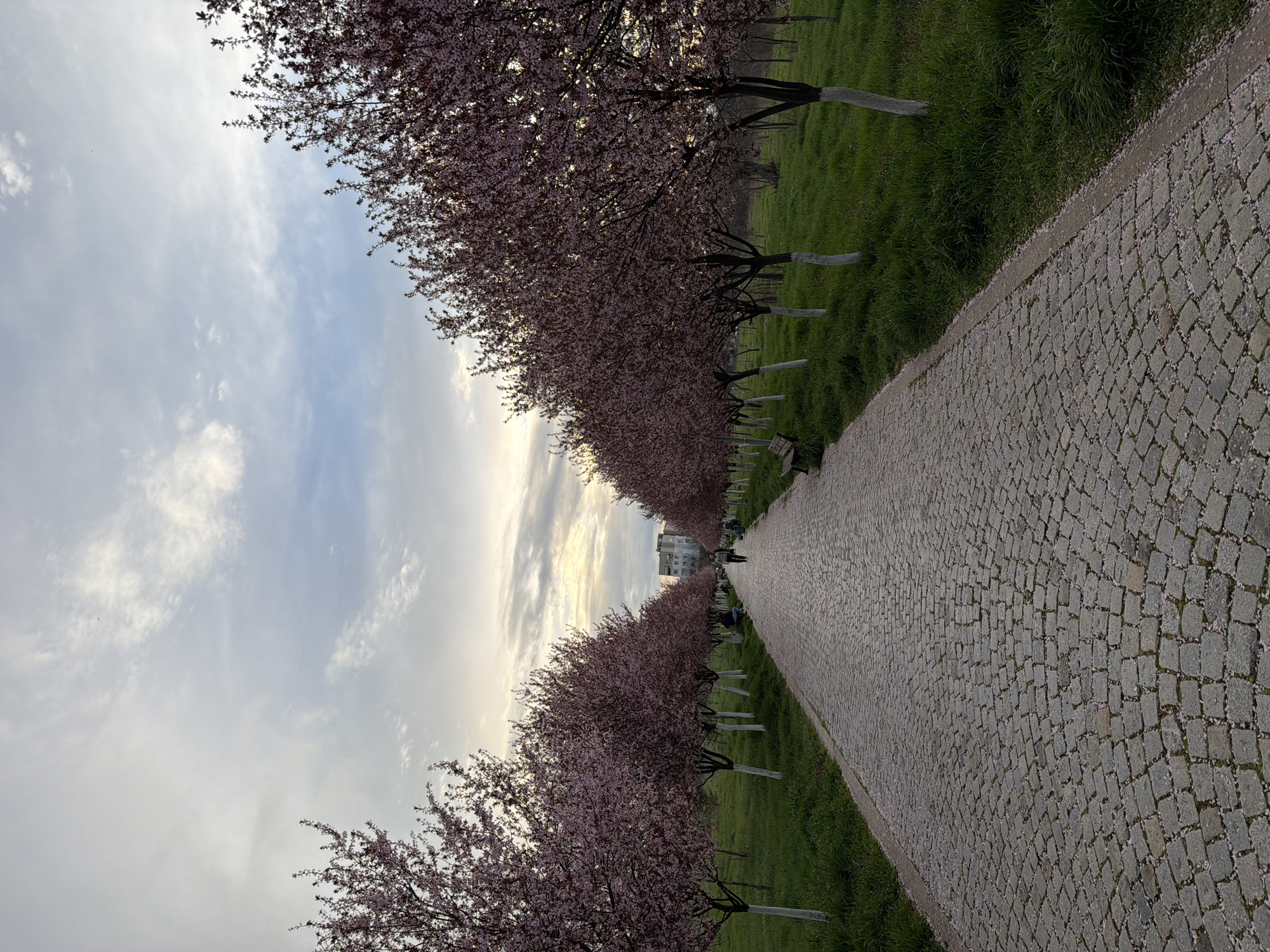 Spring cherry blossoms draw visitors to Plovdiv pathway