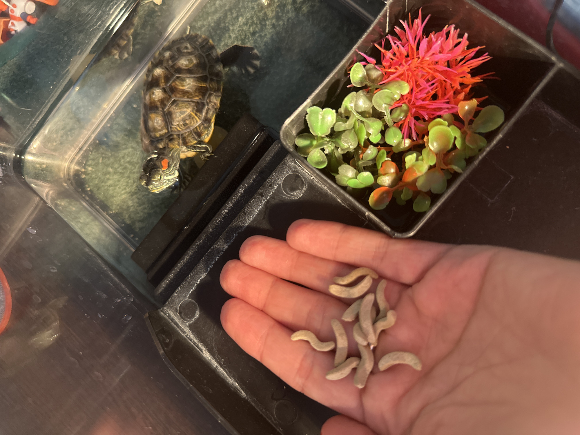 Feeding turtles and home life in a Novoaltaysk apartment