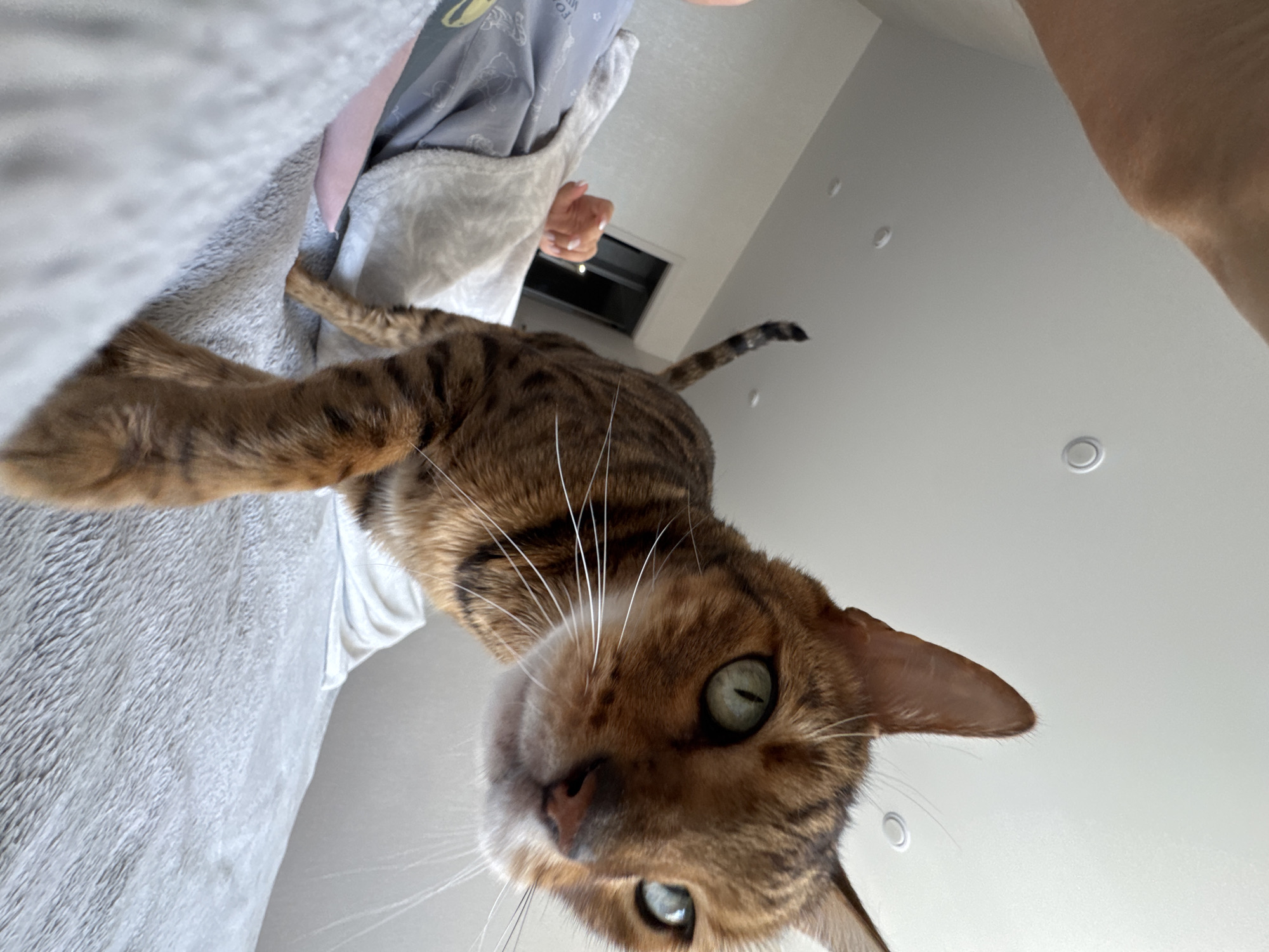 Bengal cat's morning routine documented during breakfast preparation
