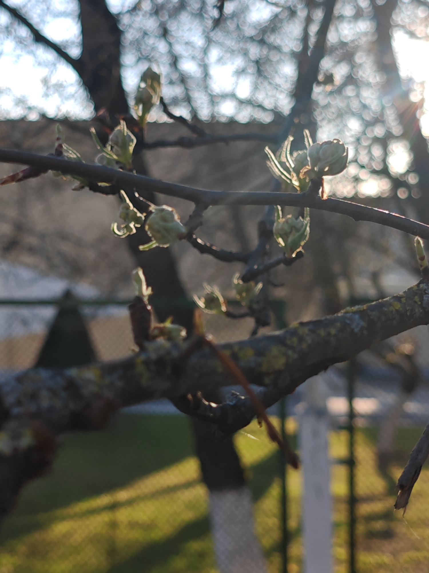 Spring buds emerge on tree branches in Hrodna