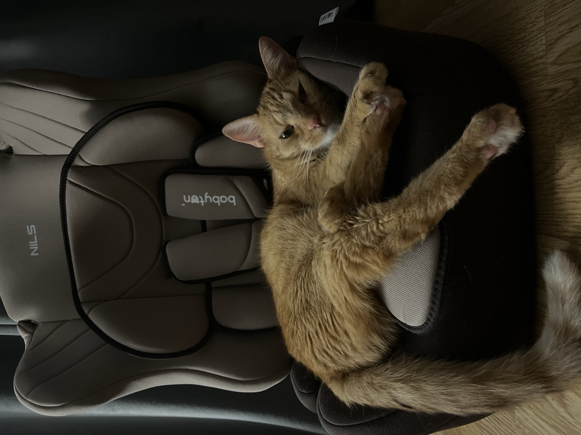 Orange tabby cat photographed lounging in child car seat