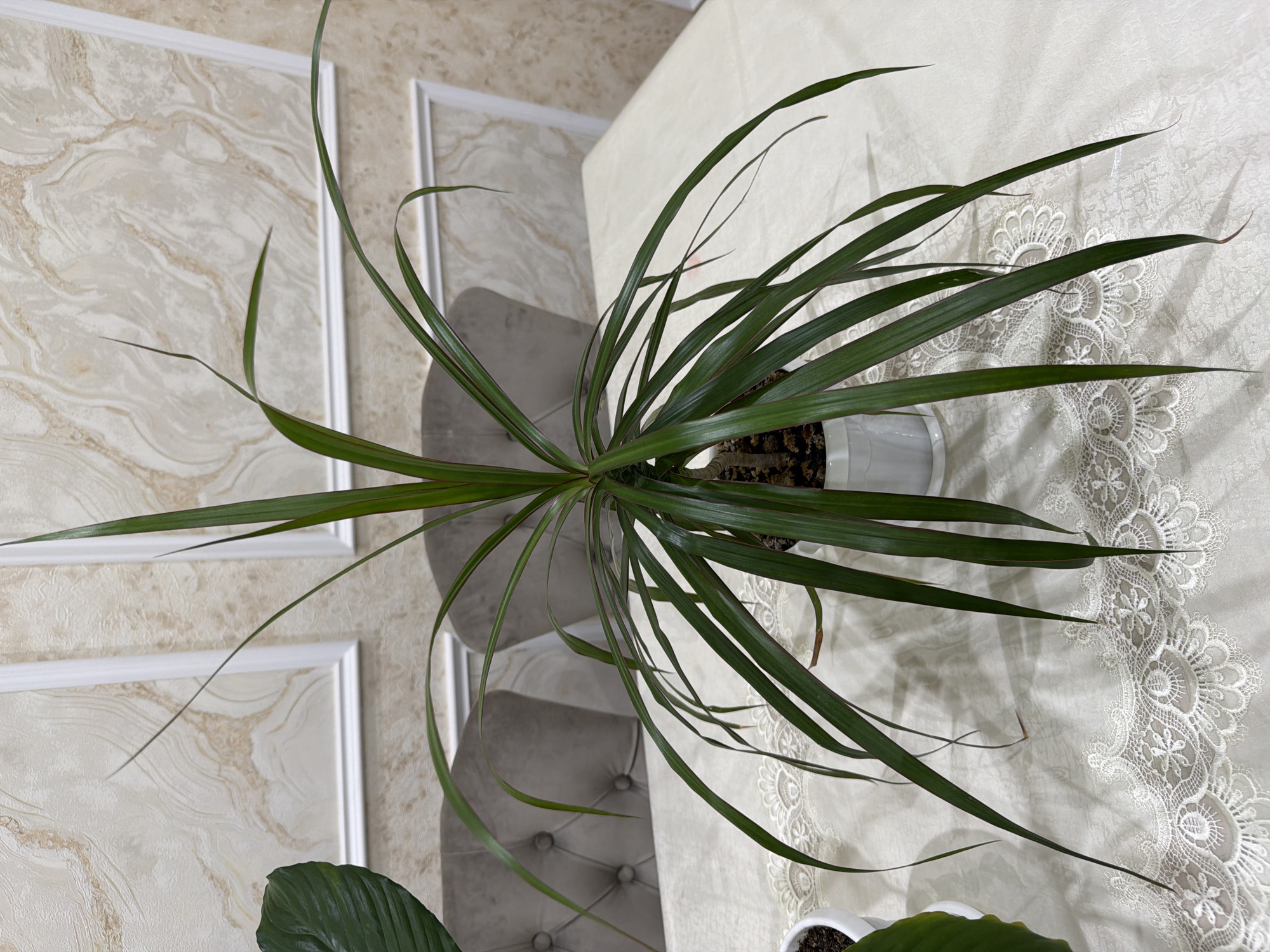 Houseplants fill a Derbent home interior