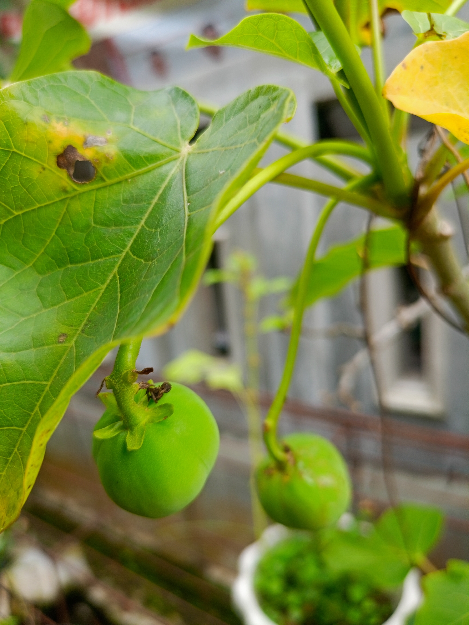Morning garden documentation captures diverse flowering plants in Indonesia
